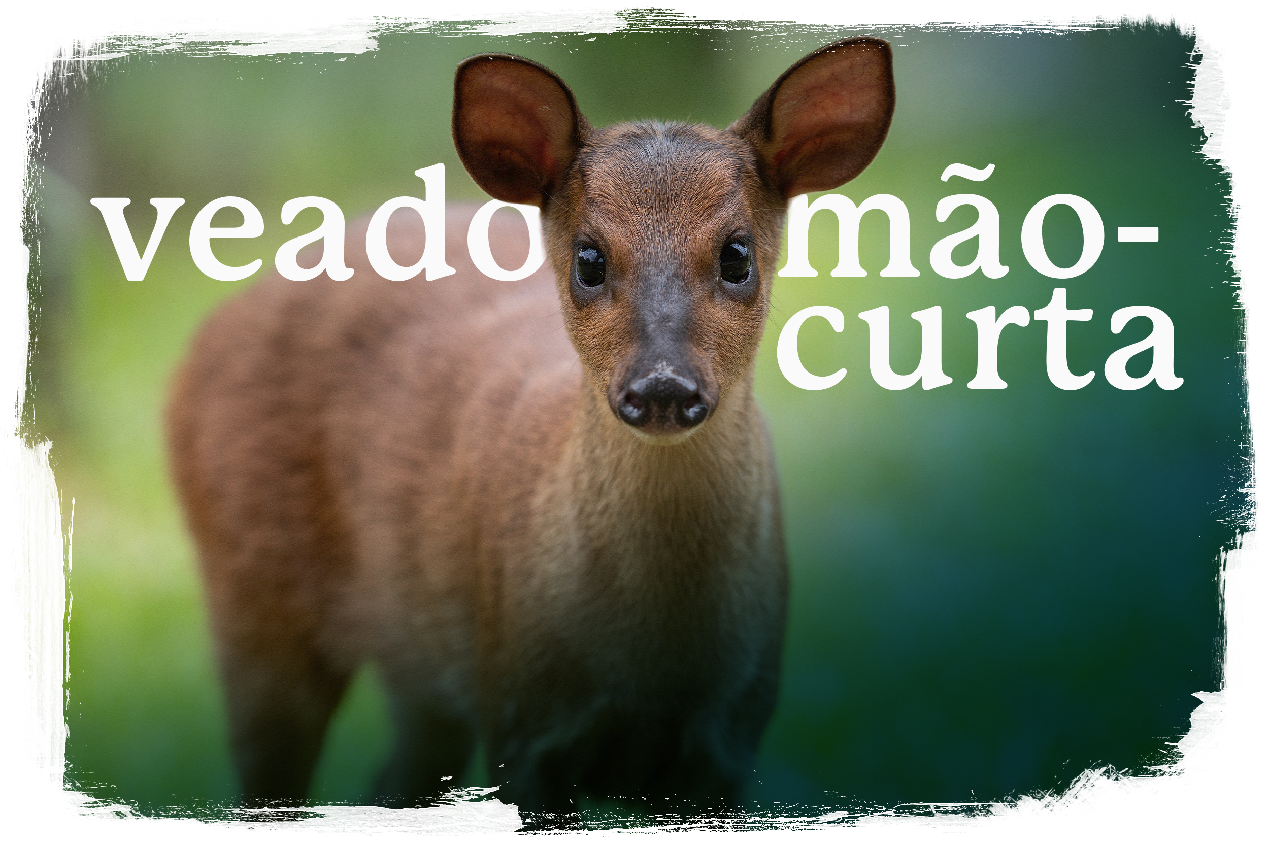 veado-mão-curta