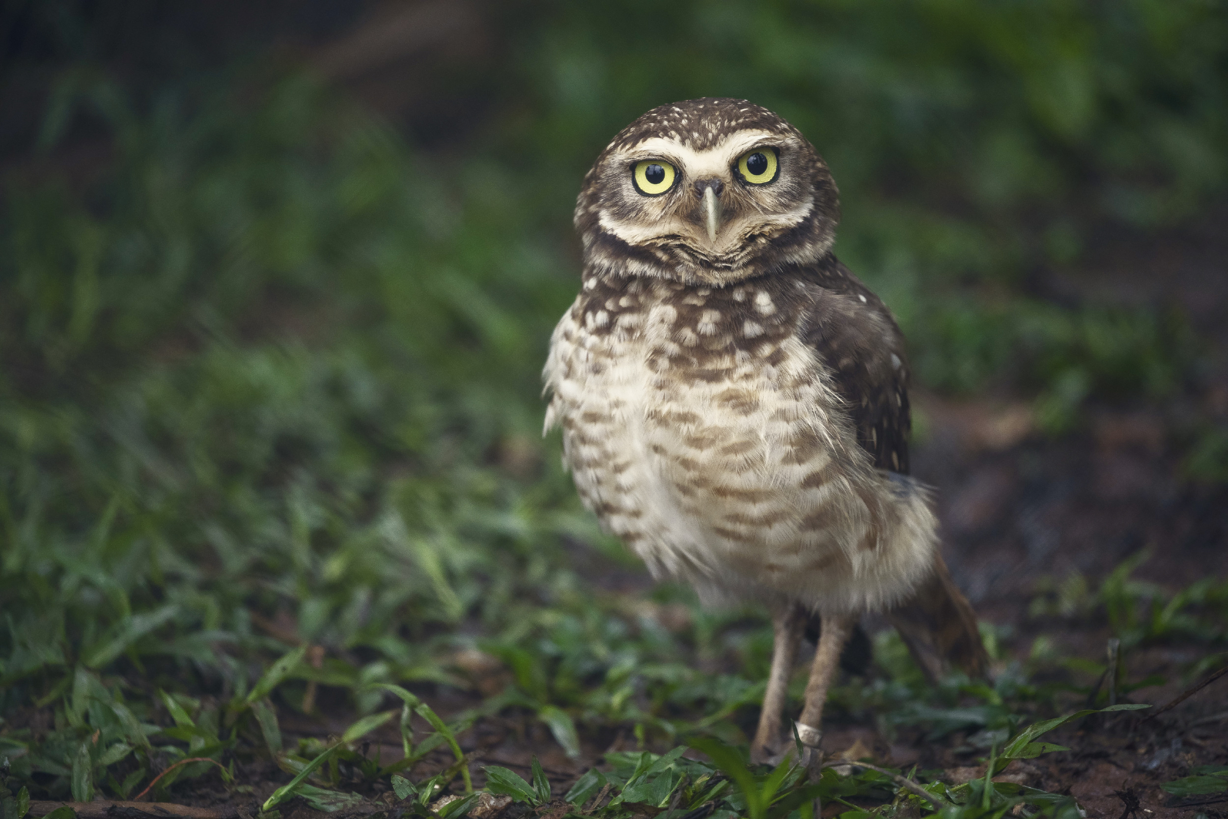 burrowing owl