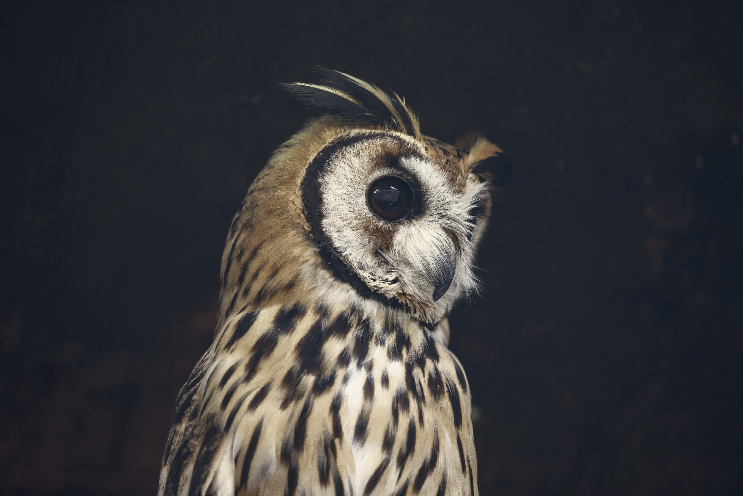 Striped Owl