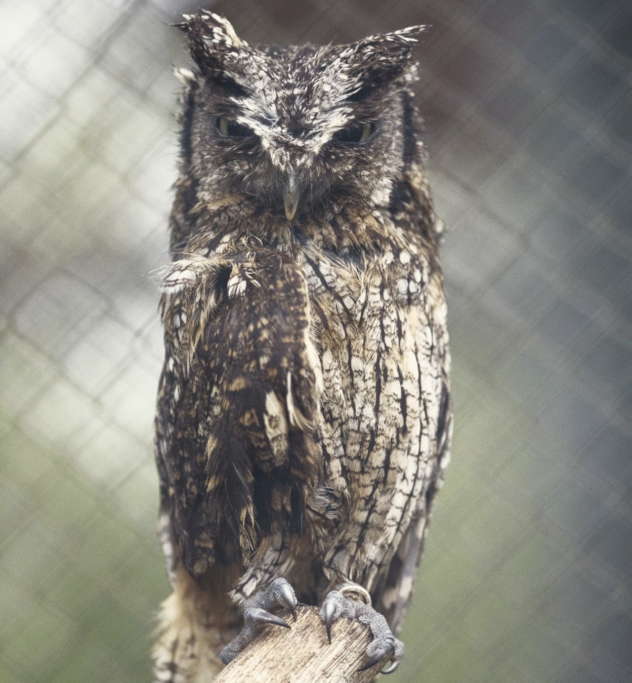 tropical screech owl