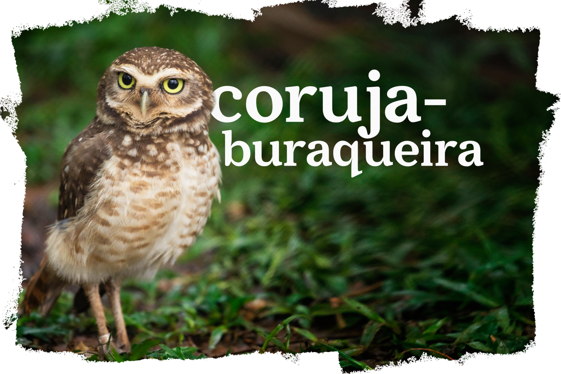 Cover_Coruja_Buraqueira.png