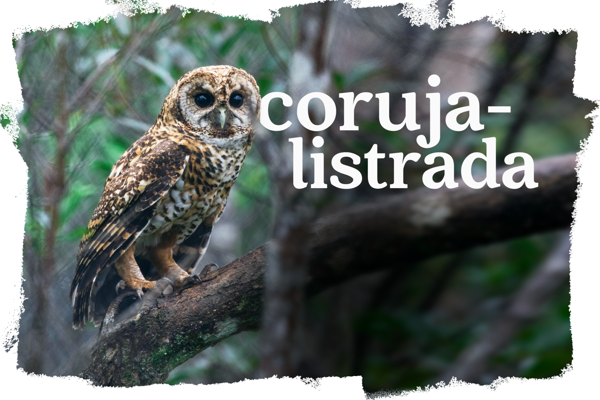 Cover_Coruja_Listrada.png