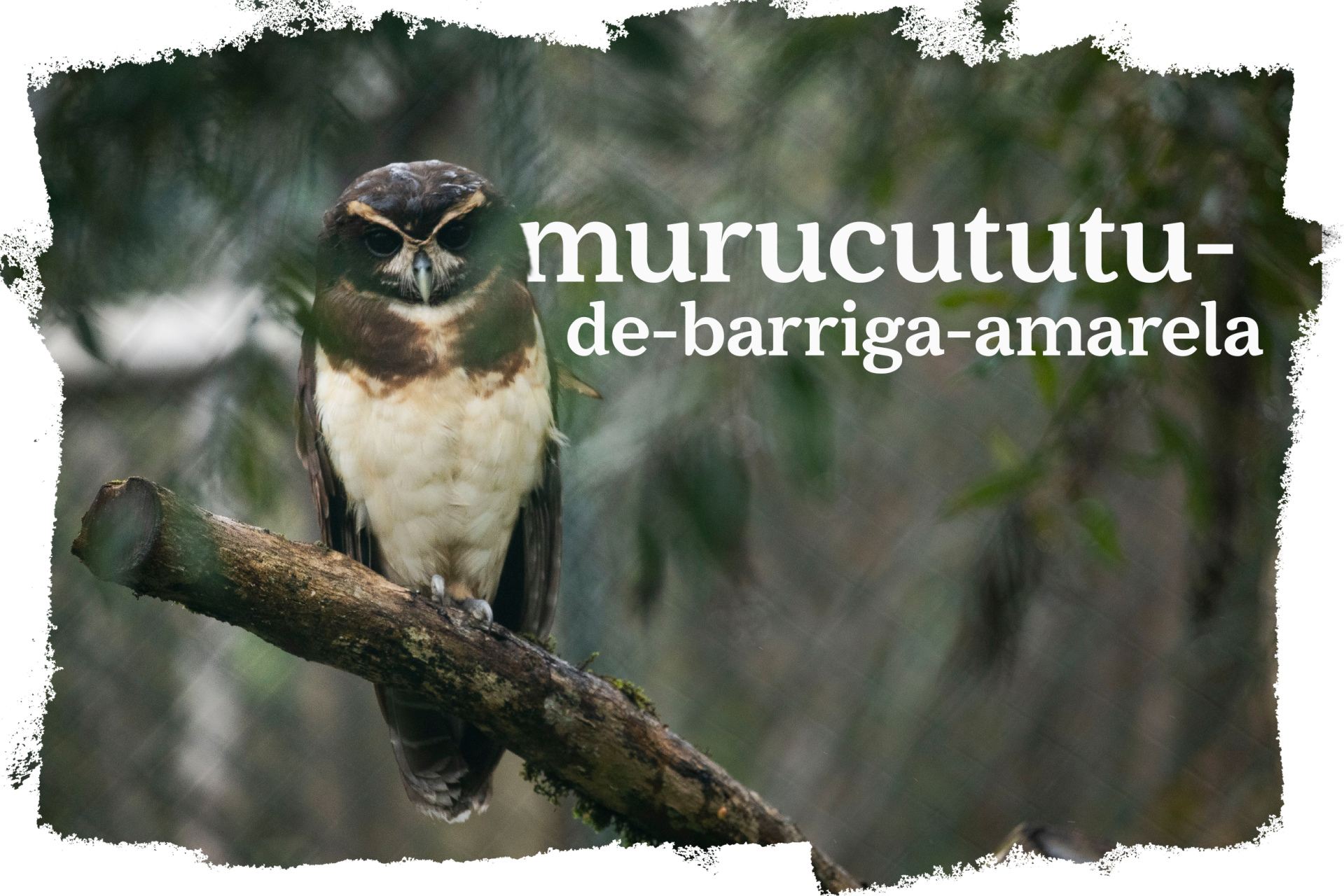 Cover_Murucututu_Barriga_Amarela.png