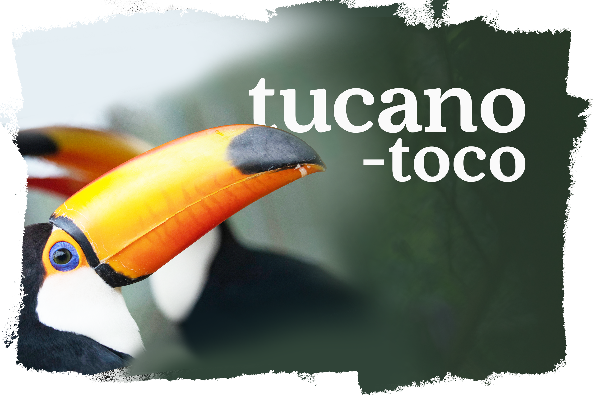 Cover_Tucano_Toco.png