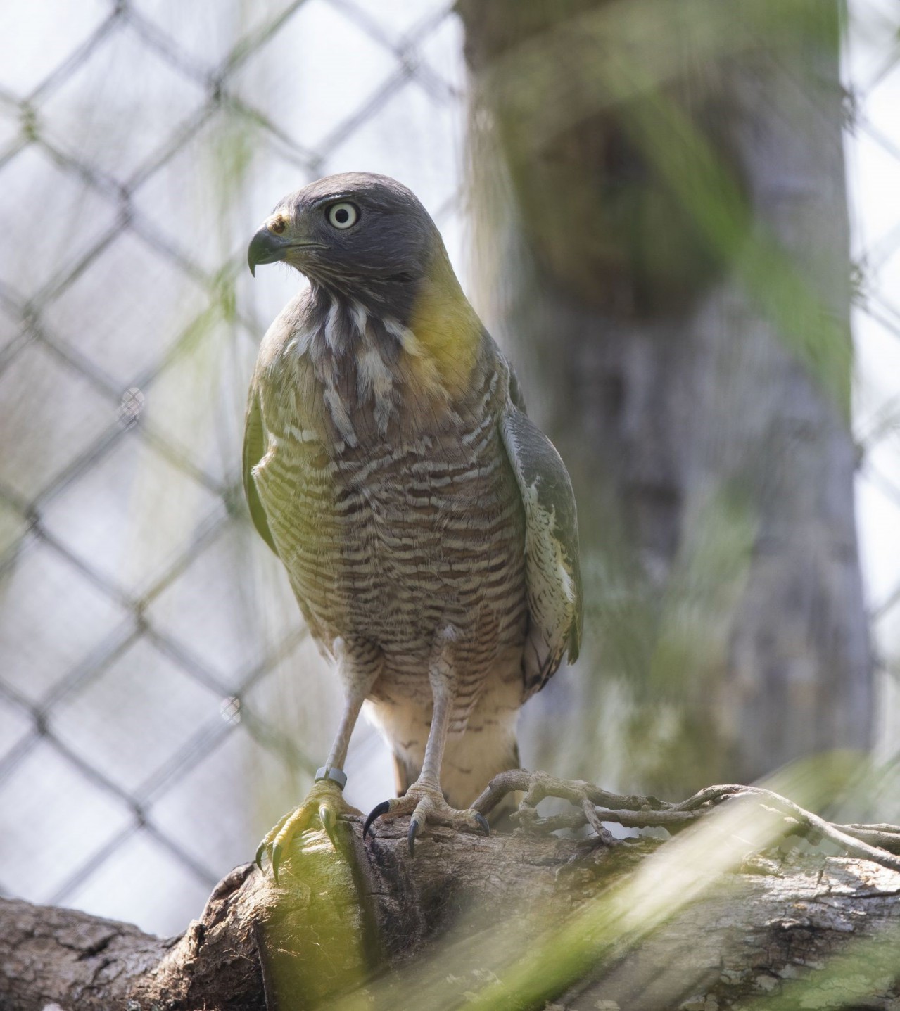 roadside hawk