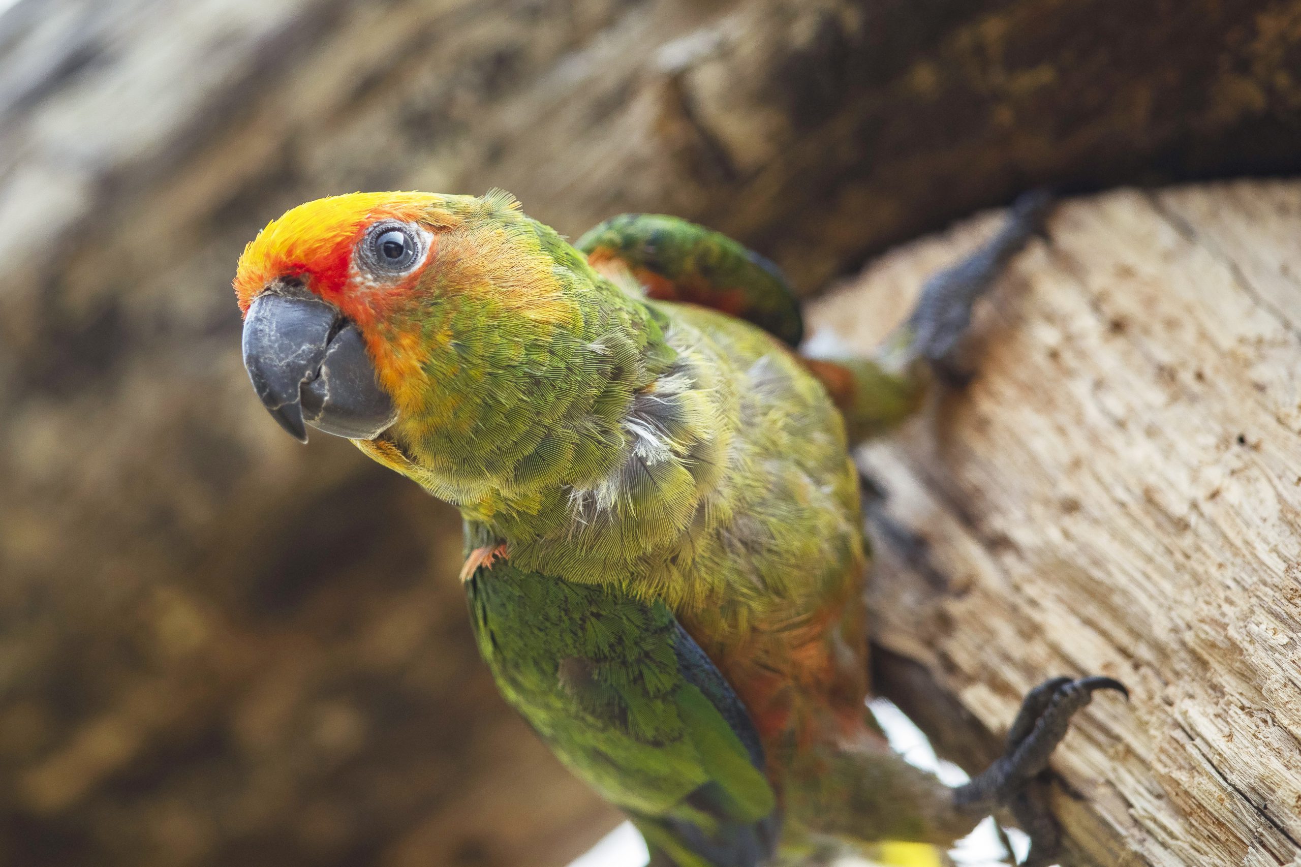 aratinga testadorada