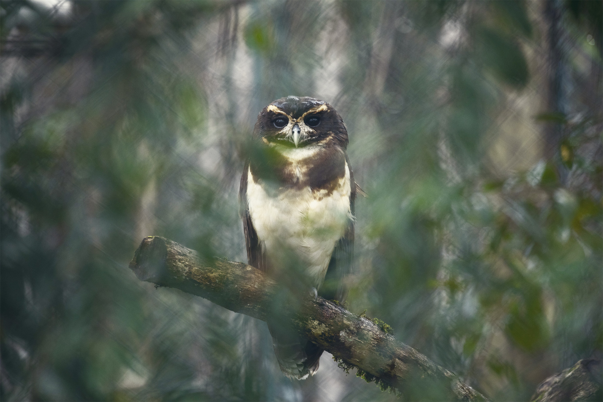 tawny-browed owl