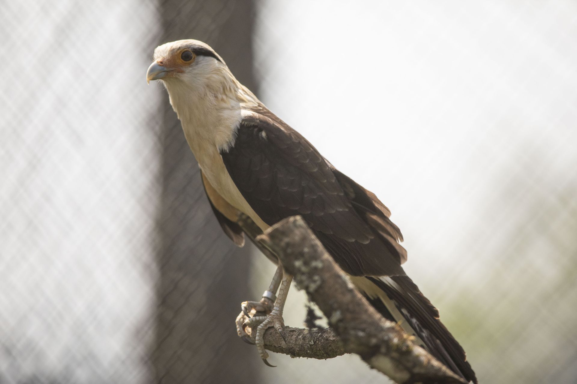 yellow-headed caracara