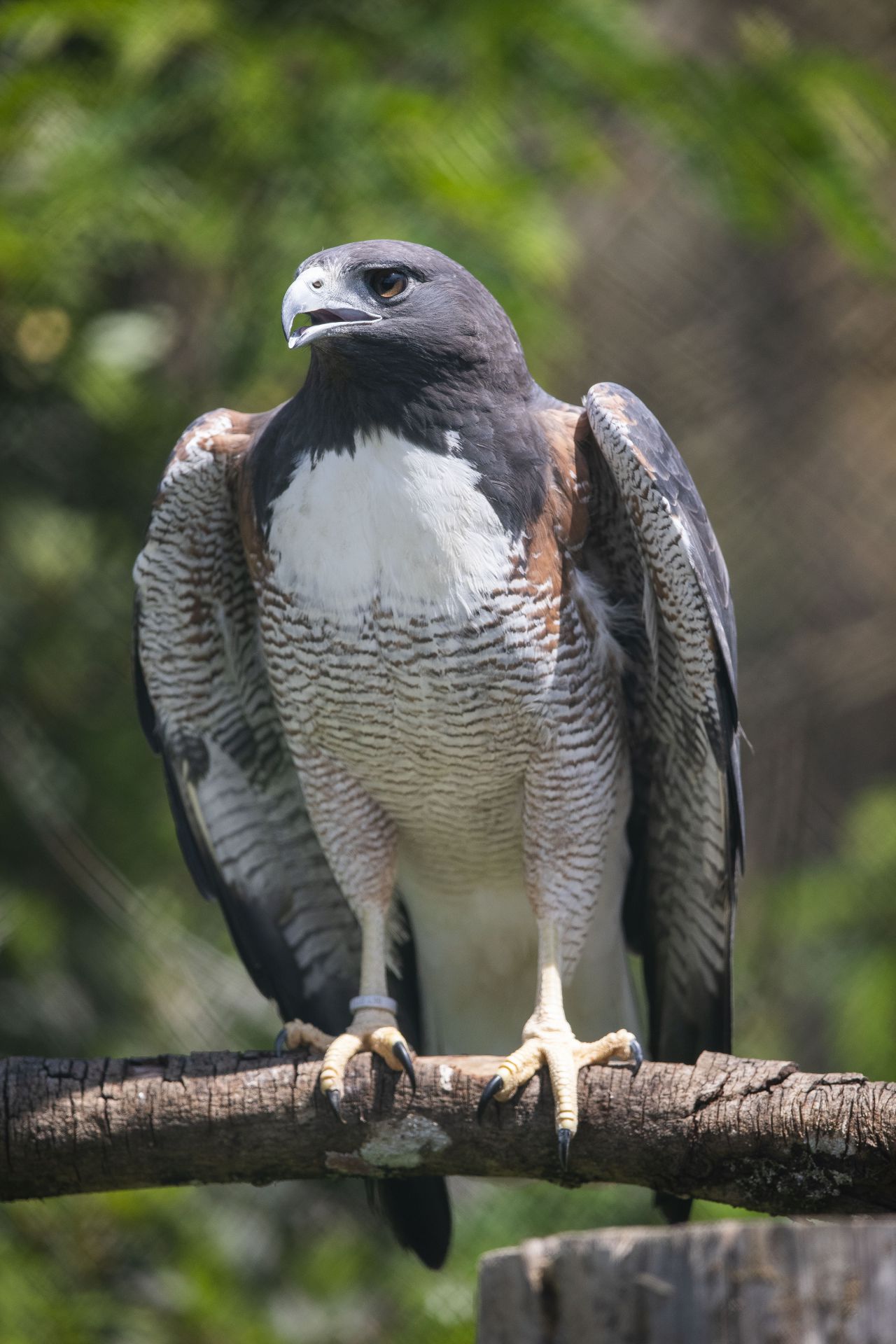 white-tailed hawk