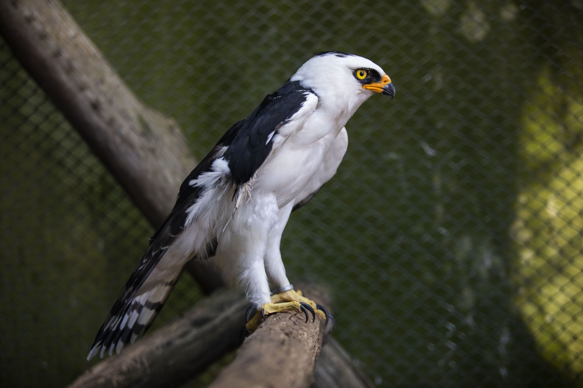 black and white hawk eagle