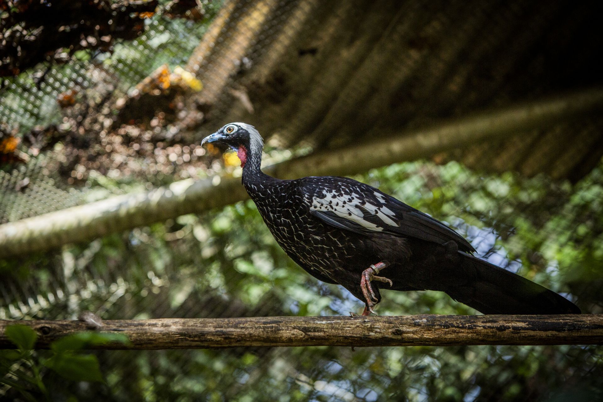 black-fronted piping guan