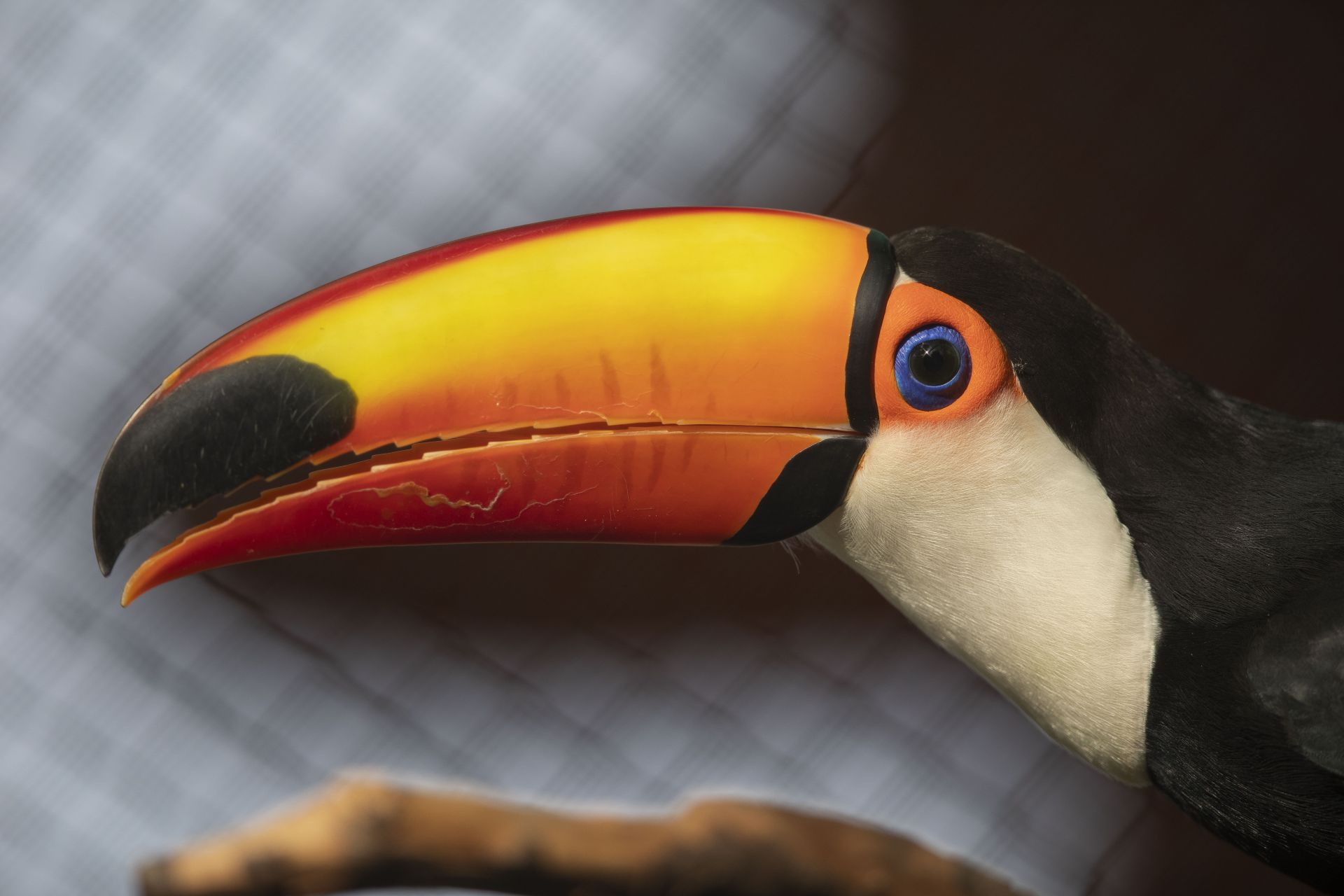 toco toucan