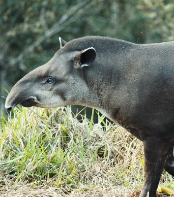 tapir brasileño