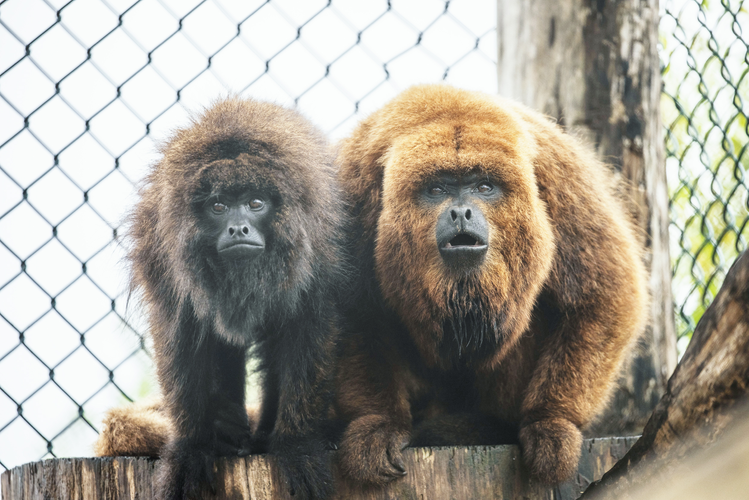 broen howler monkey