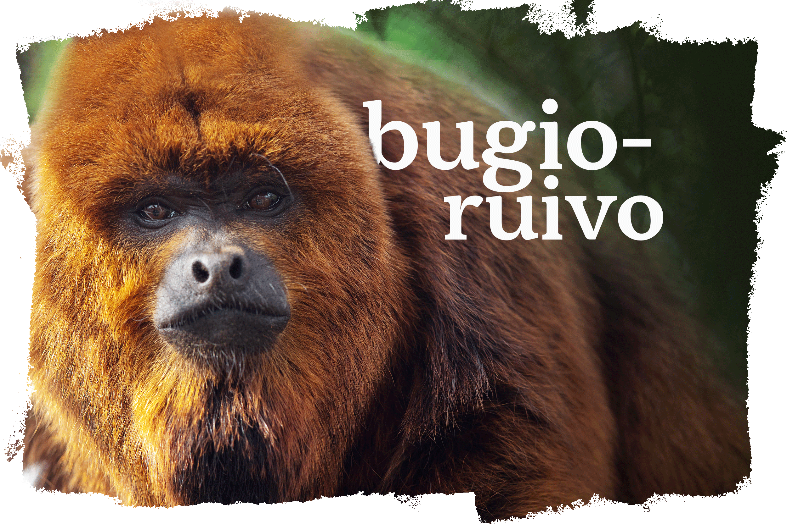 Cover_Bugio_Ruivo.png