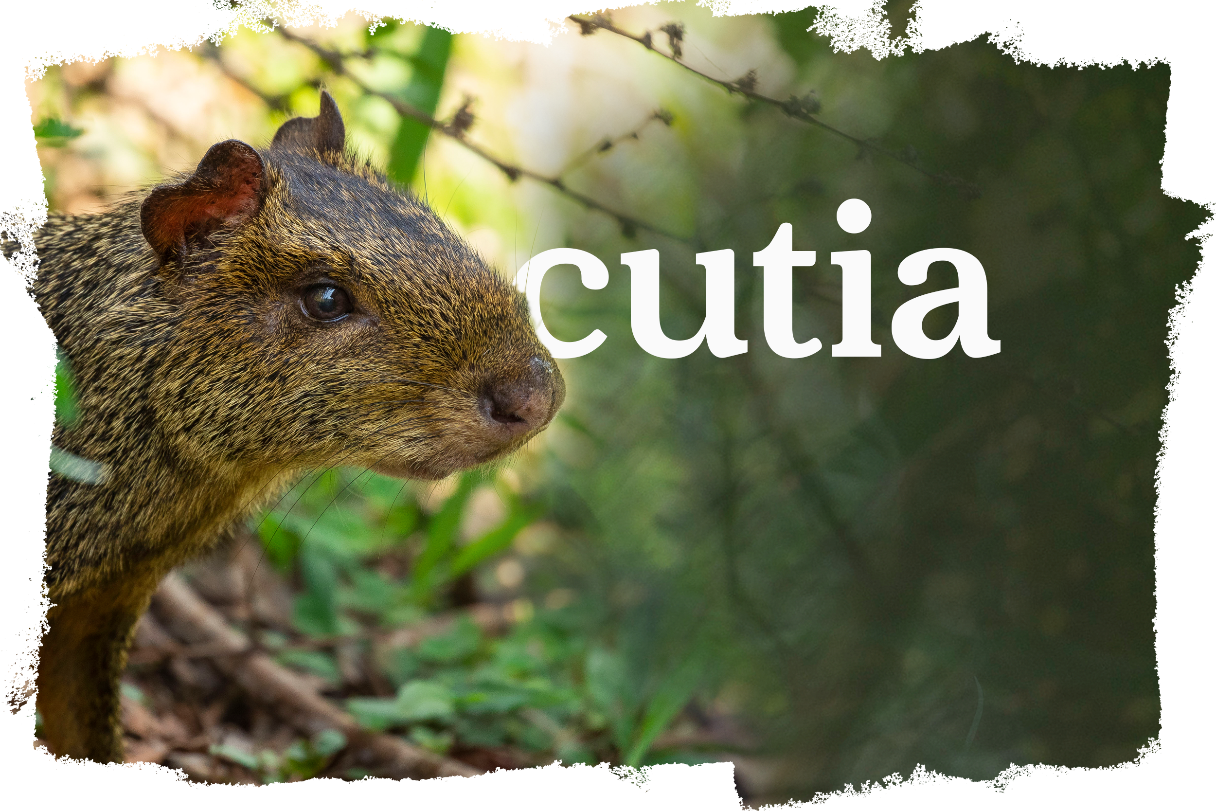 Cover_Cutia.png