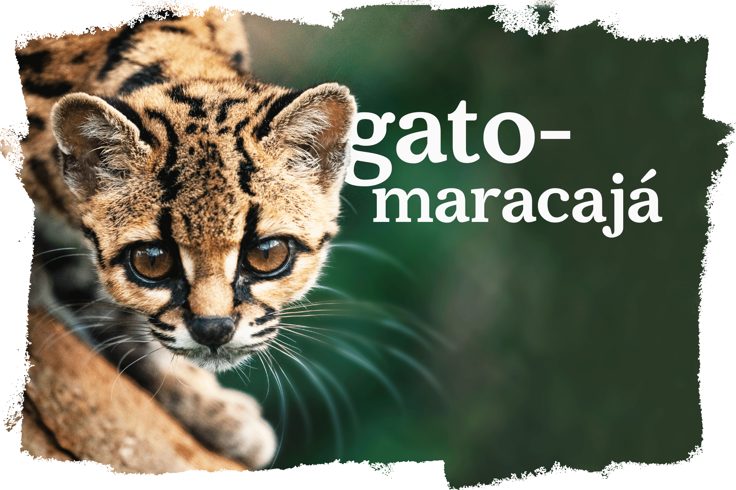 Cover_Gato_Maracaja.png