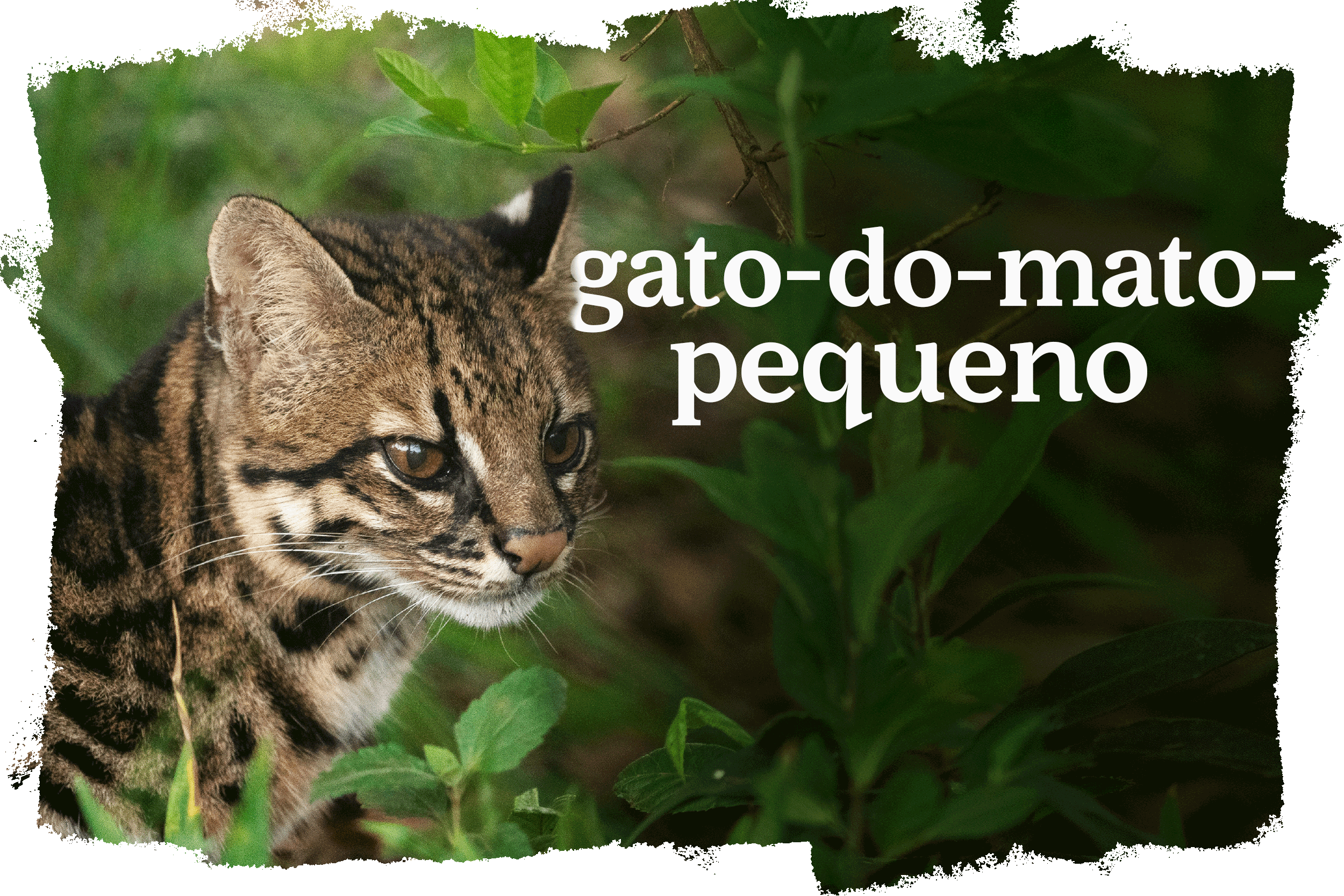 Cover_Gato_Mato_Pequeno.png