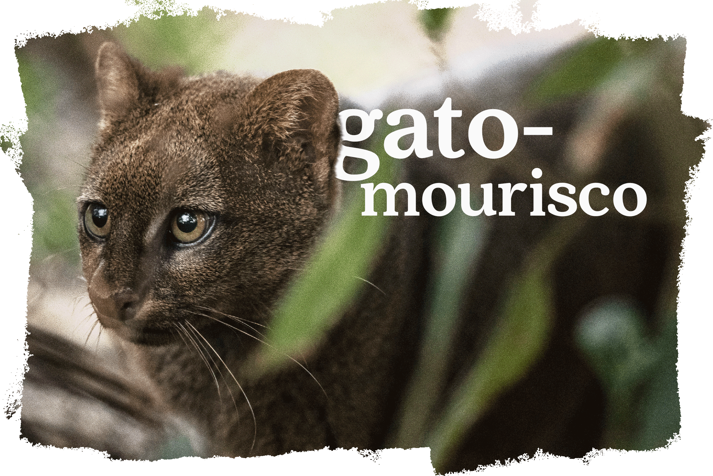 Cover_Gato_Mourisco.png