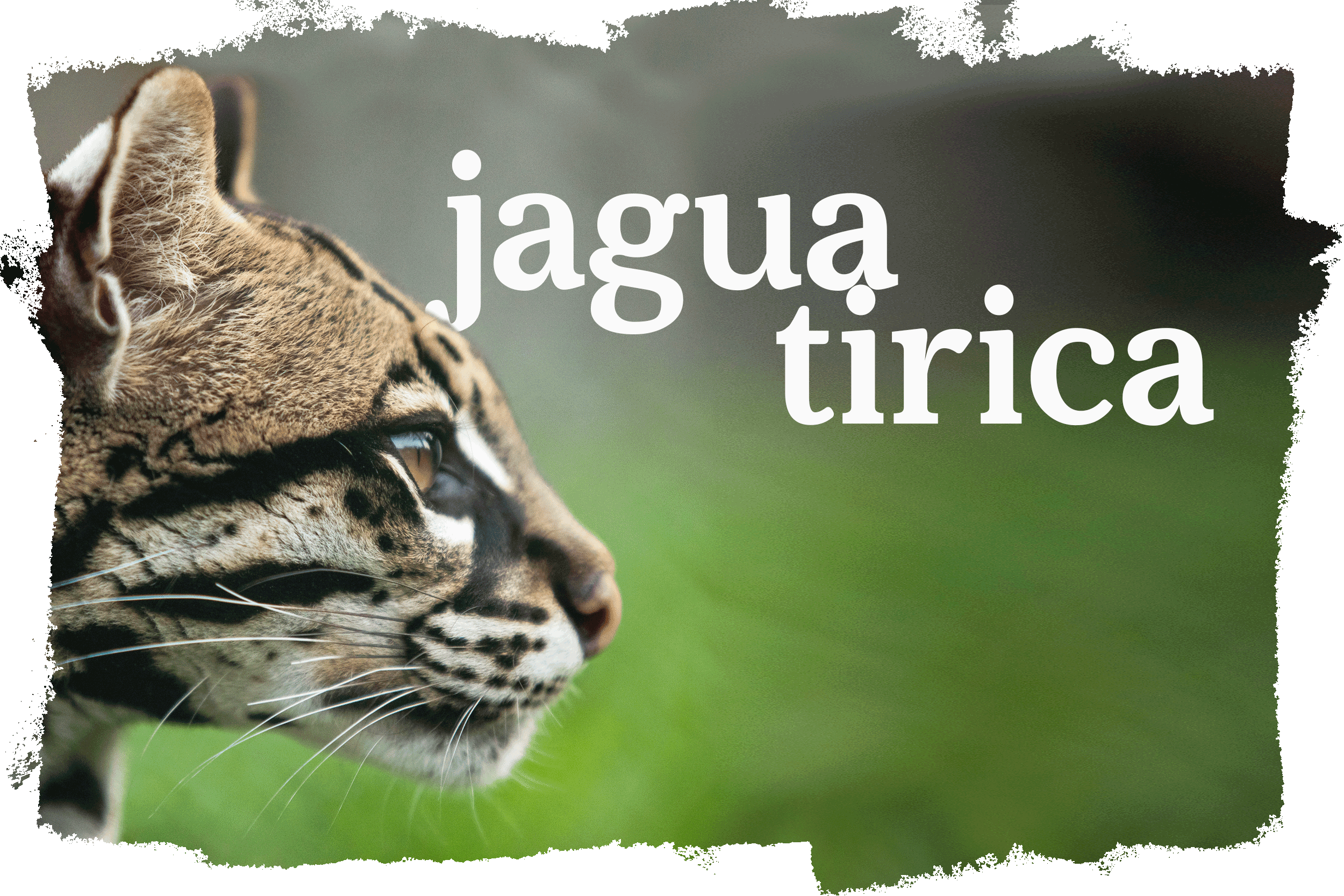 Cover_Jaguatirica.png