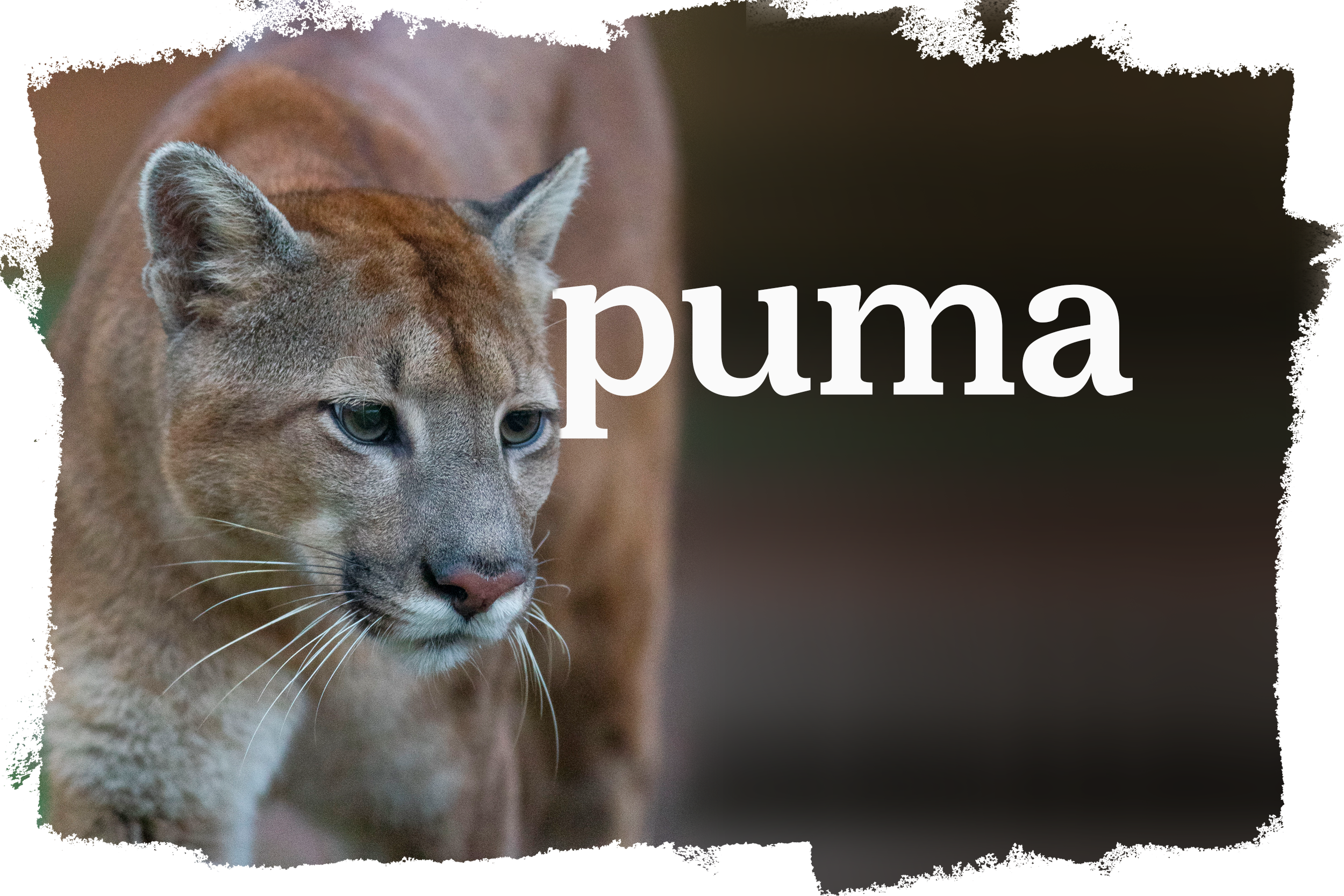 Cover_Puma_B.png