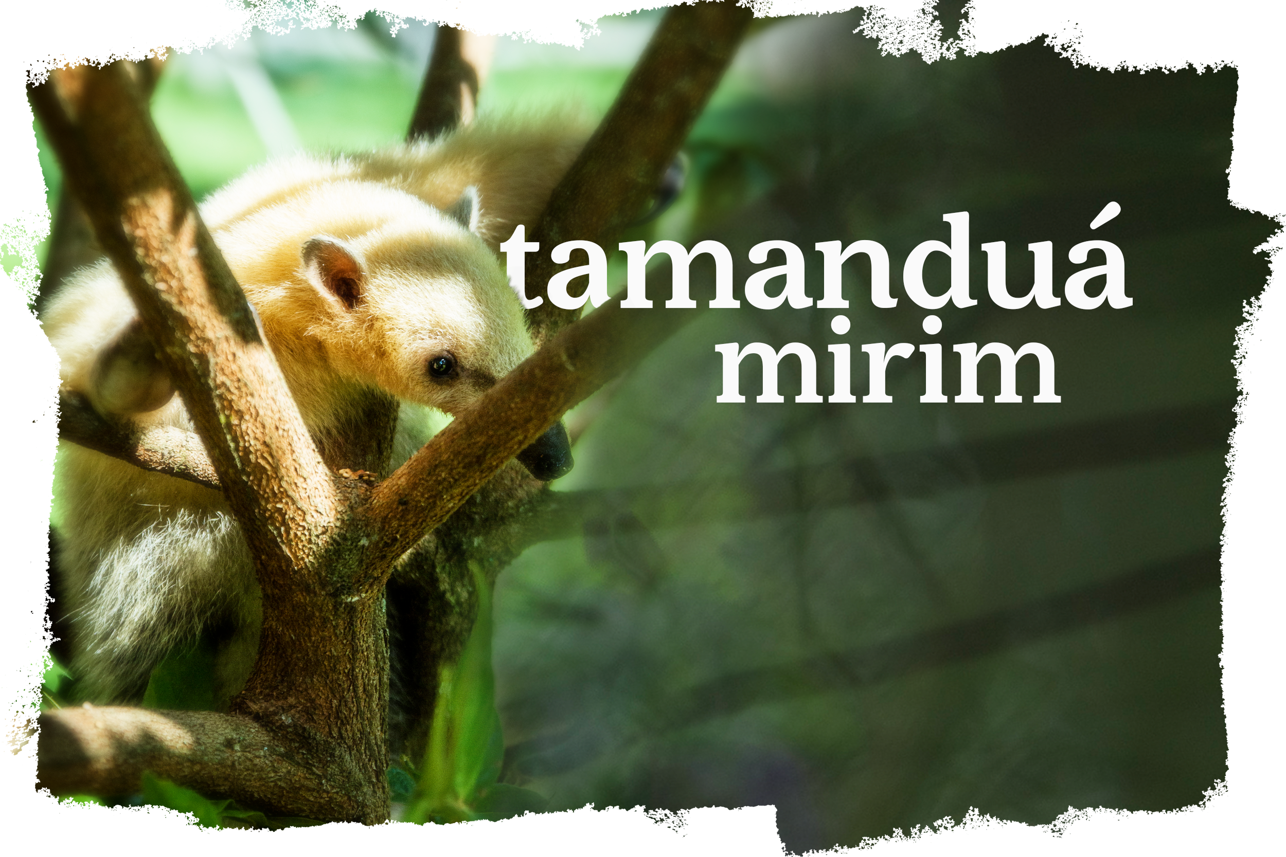 Cover_Tamandua_Mirim.png