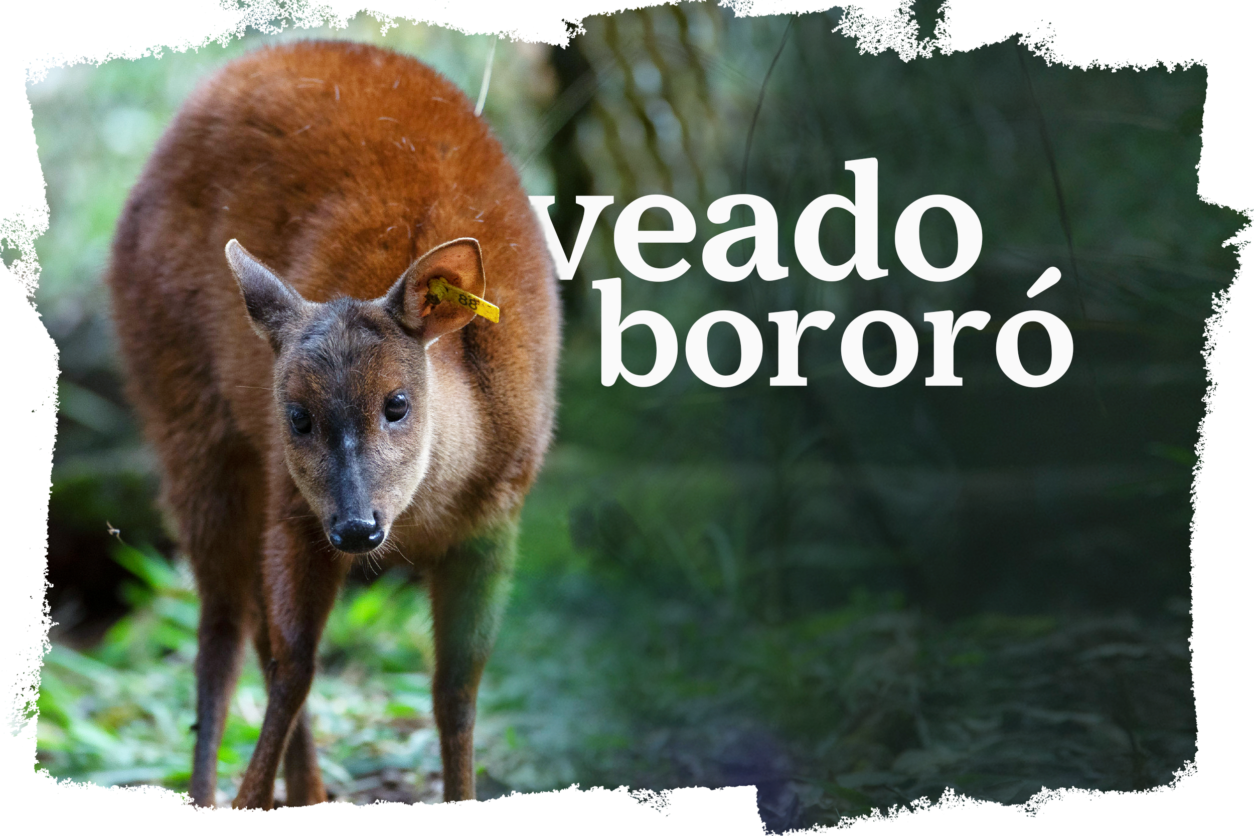 Cover_Veado_Bororo.png