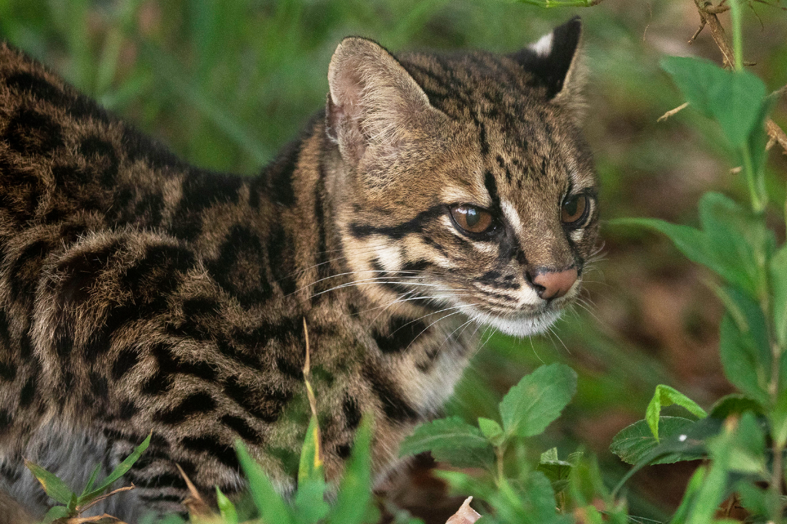 southern tiger cat