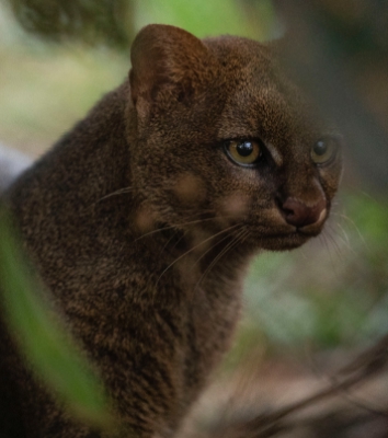 jaguarundi