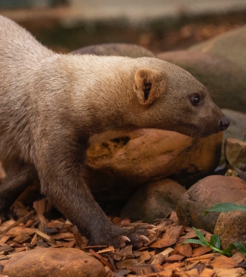 greyheaded tayra