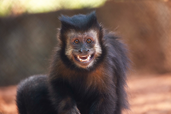 black-horned capuchin