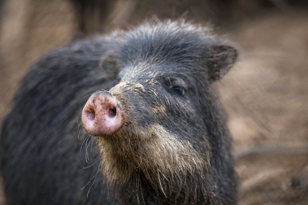 white-lipped peccary