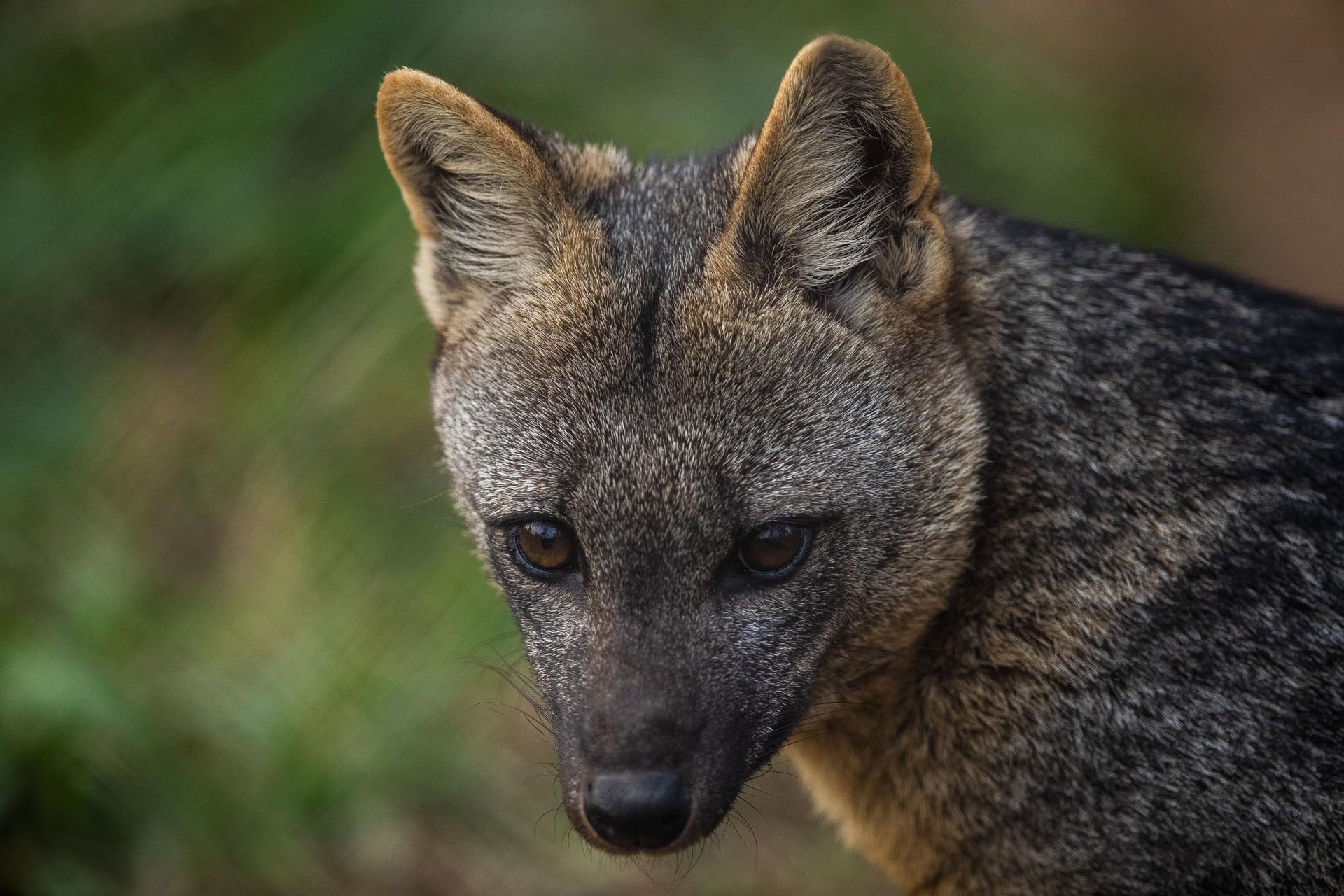 crab-eating fox