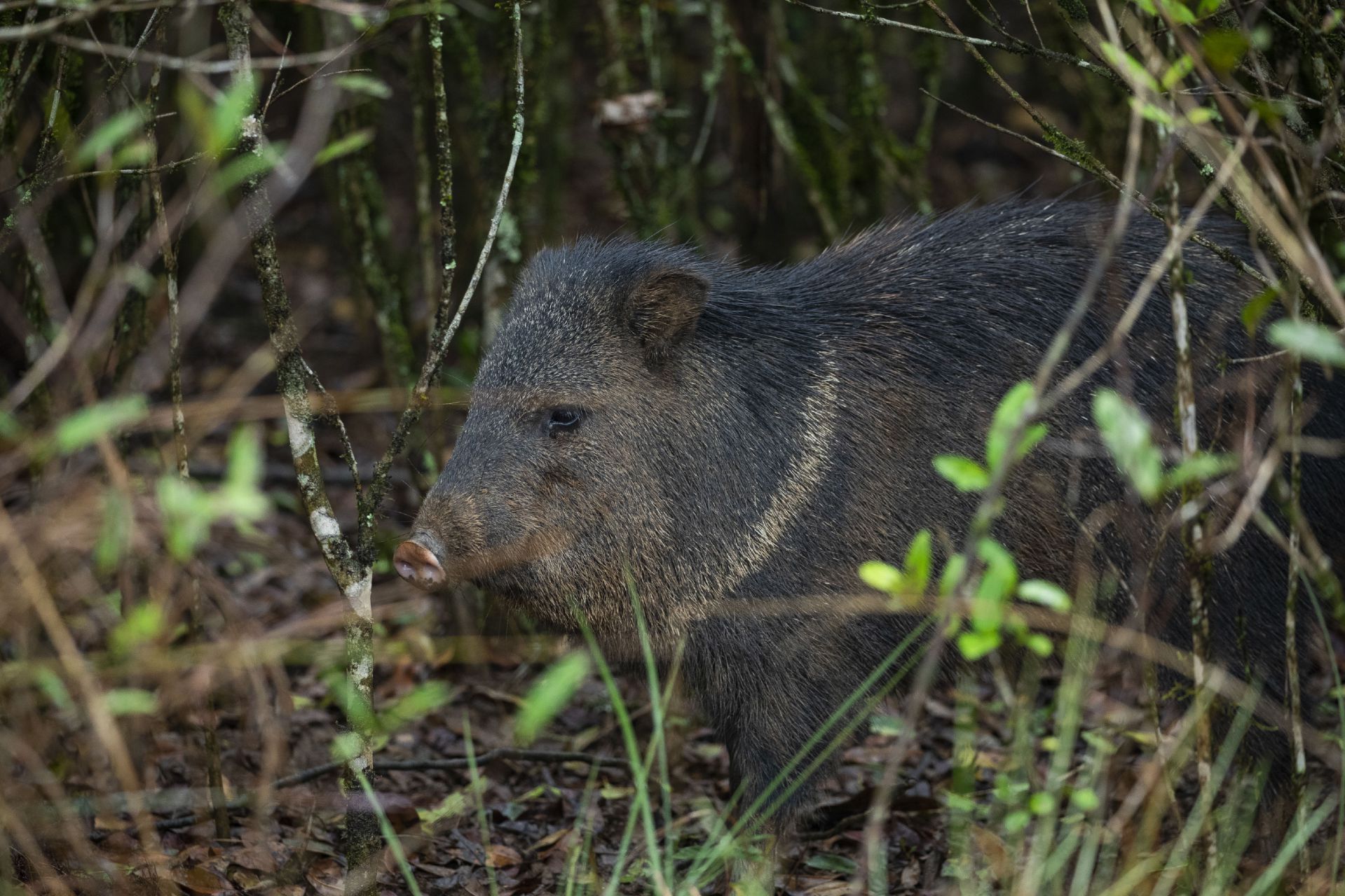 collared peccary