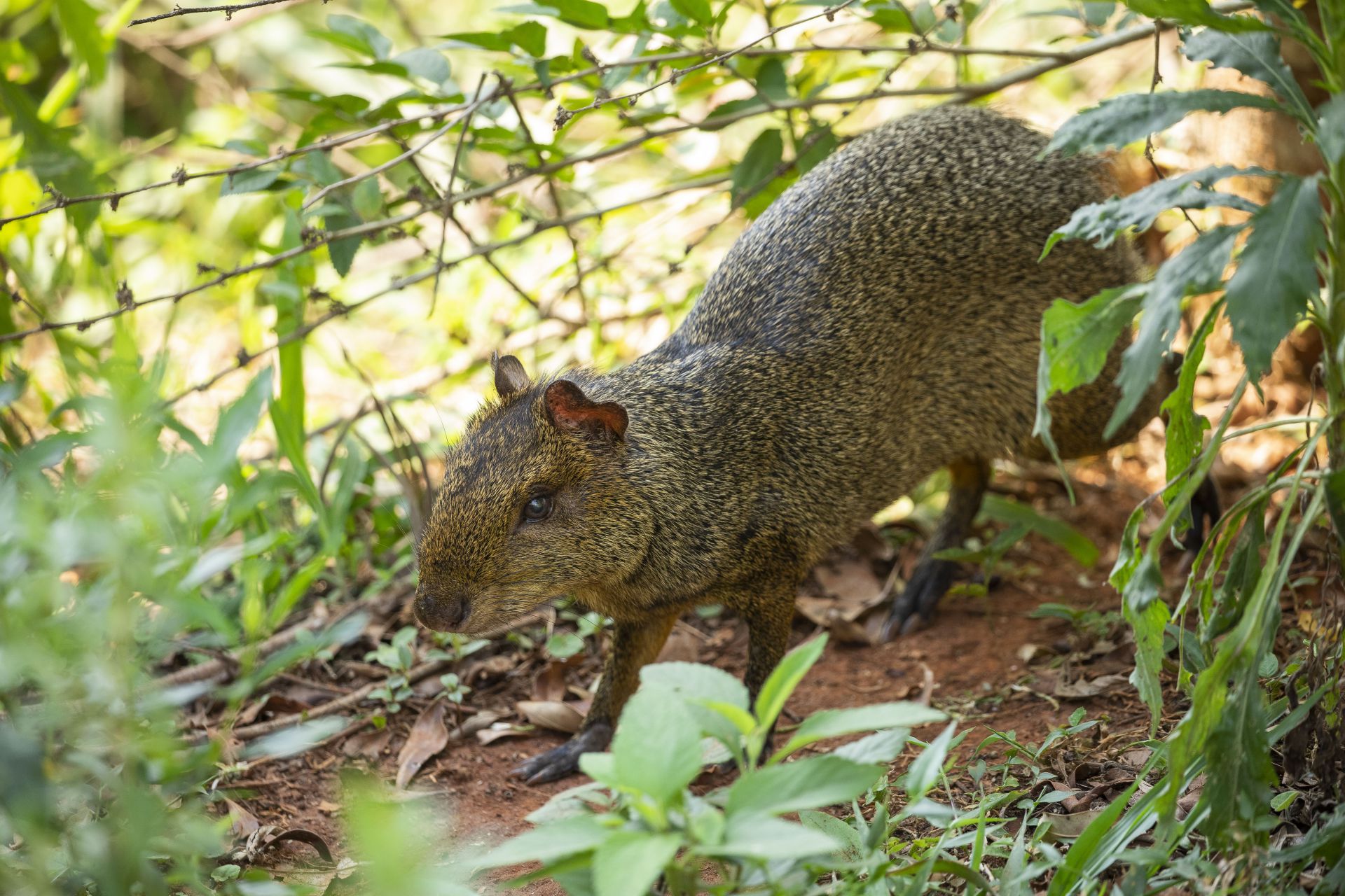 azara's agouti