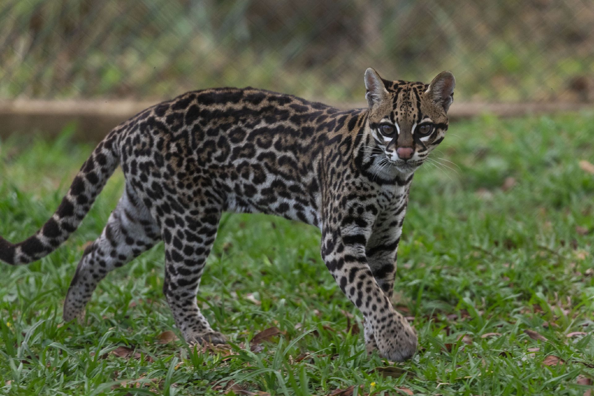 ocelote