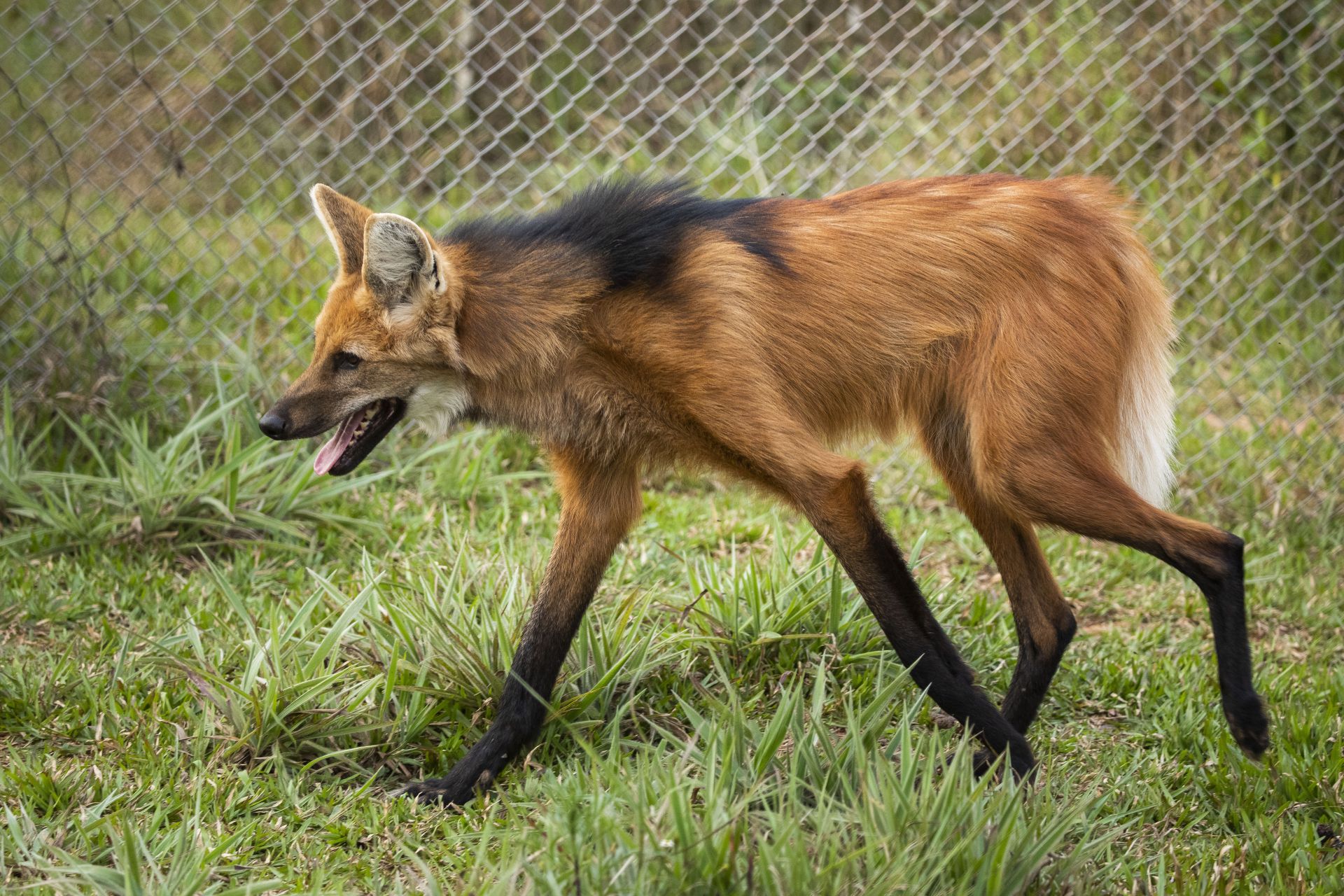 maned wolf