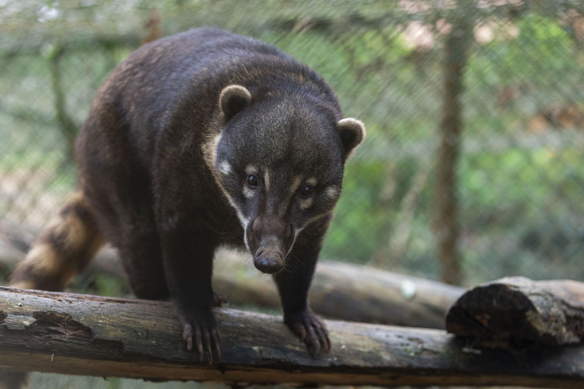 south american coati