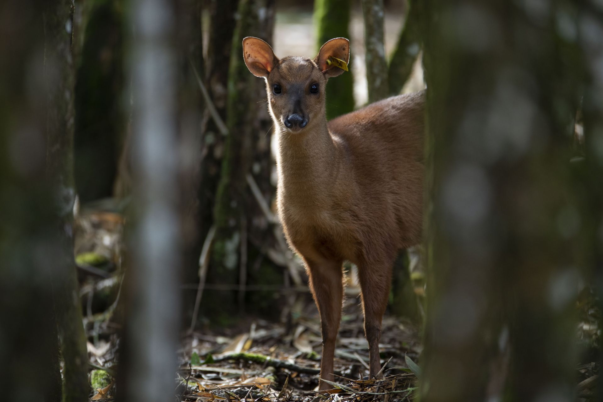 pygmy brocket