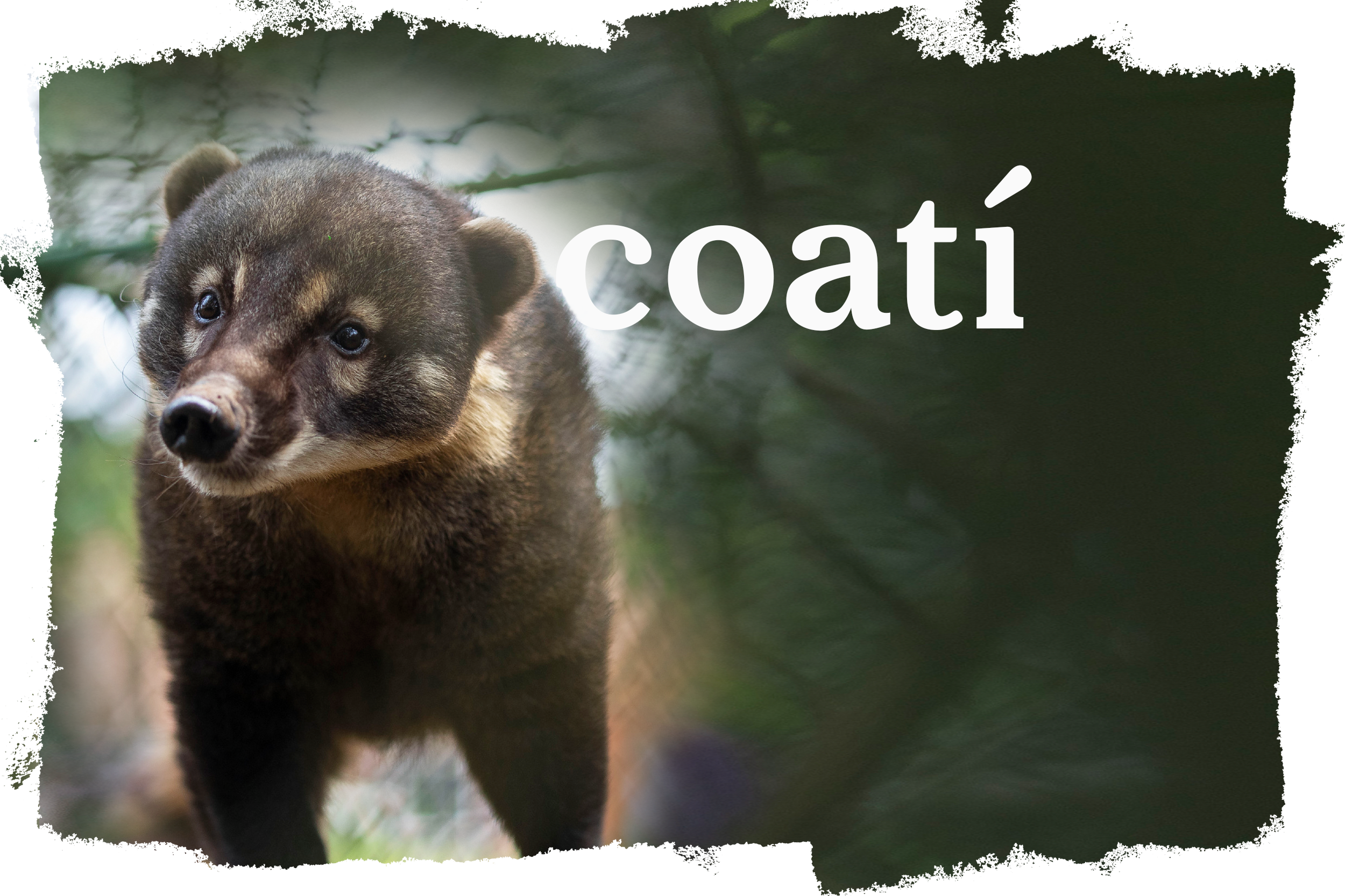 Cover_Coati.png