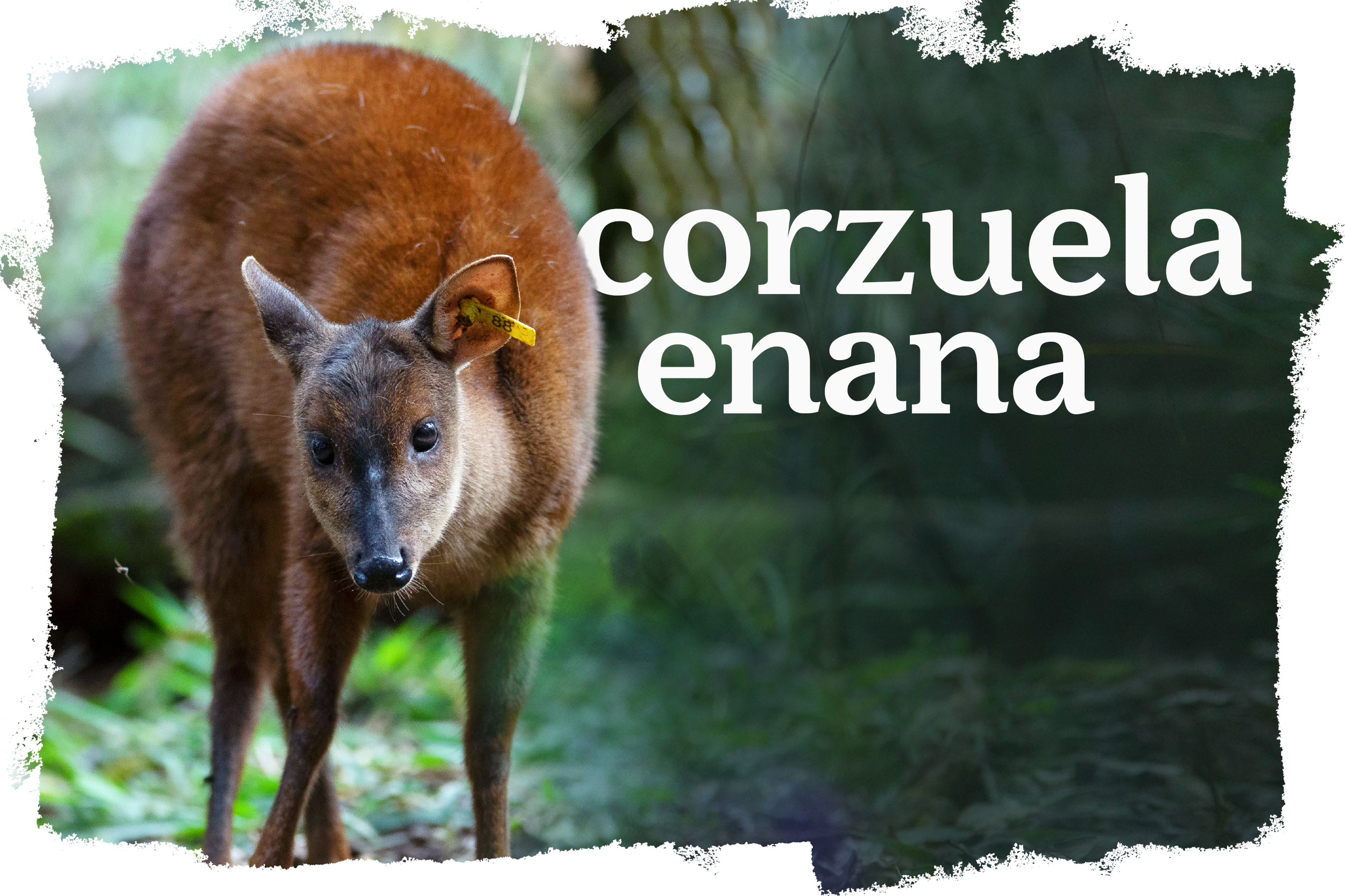 Cover_Corzuela_Enana.png
