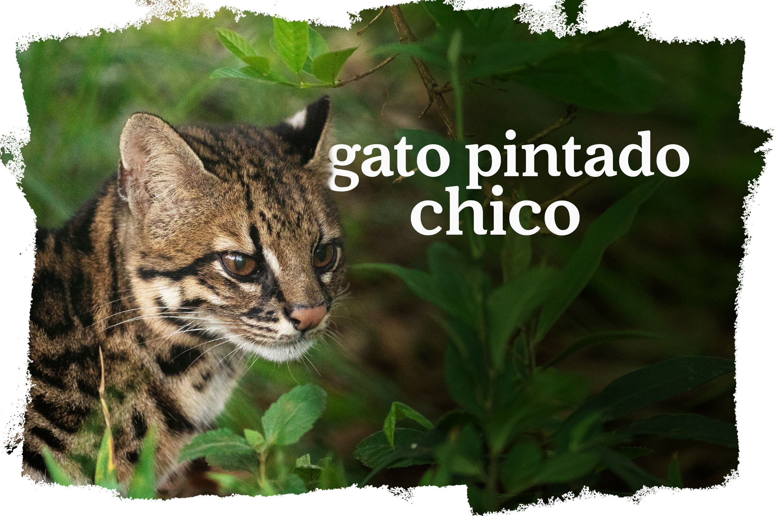 Cover_Gato_Mato_Pequeno_ES-ES.png