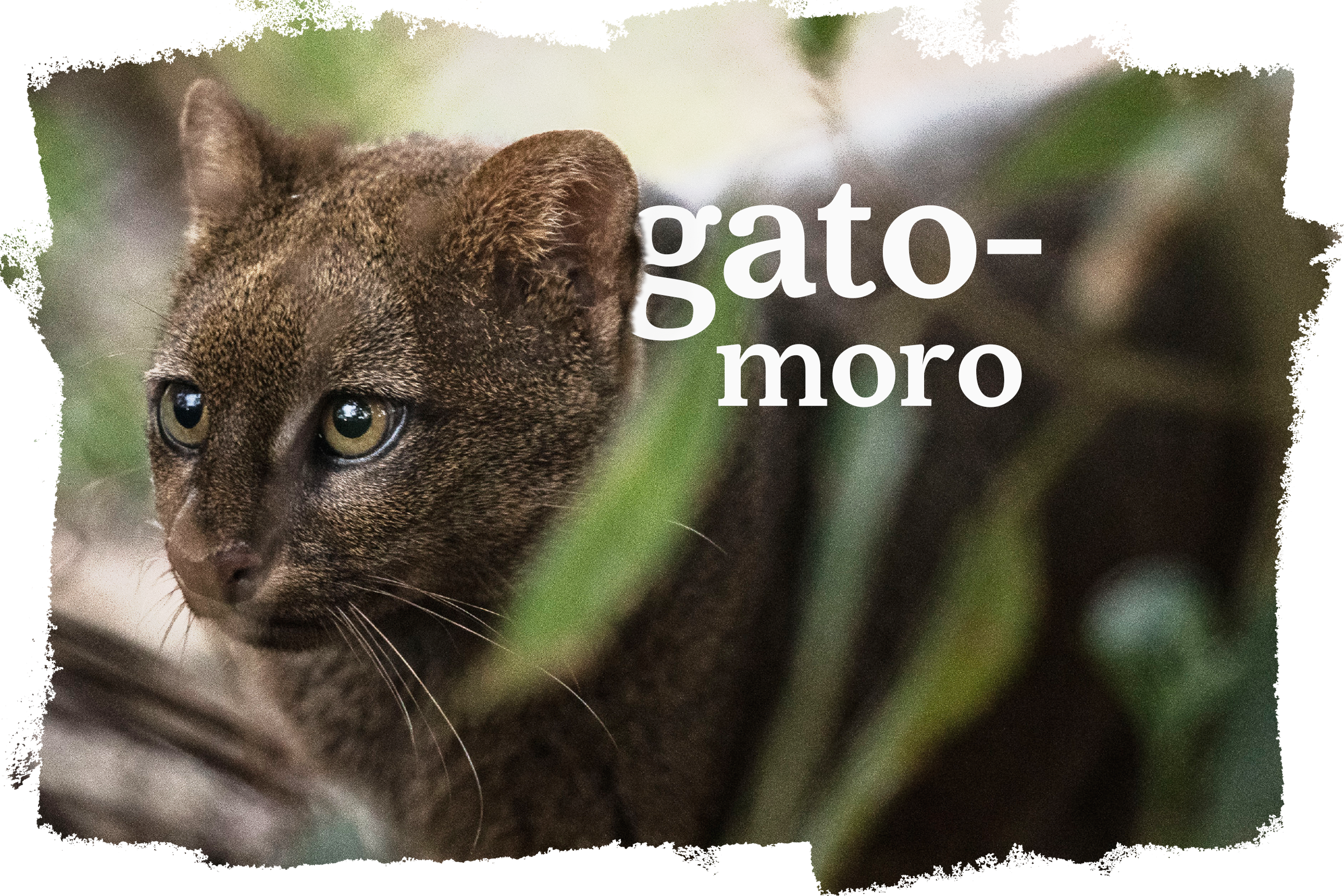 Cover_Gato_Mourisco_ES-ES.png