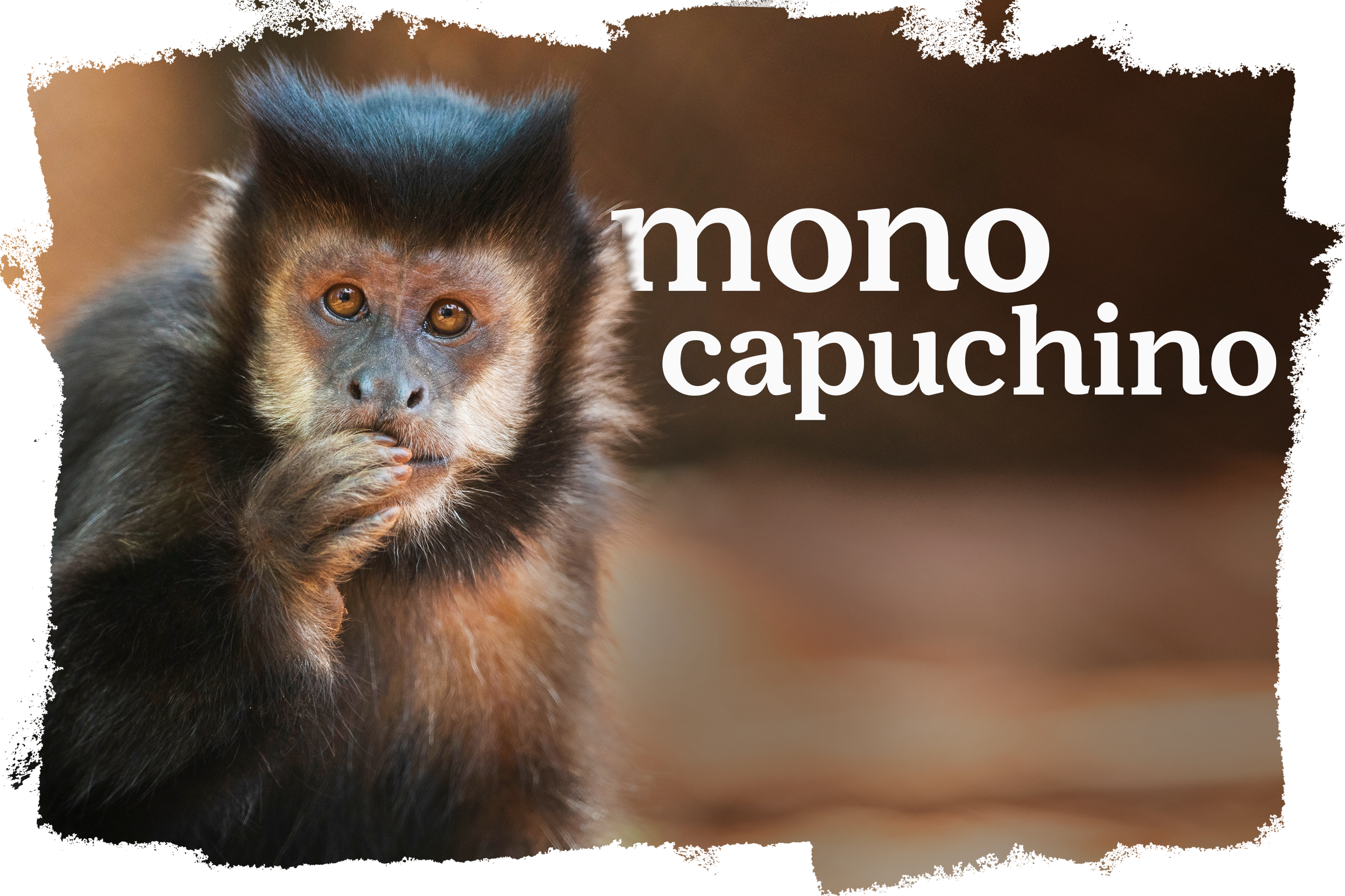 Cover_Macaco_Prego-ES-ES.png