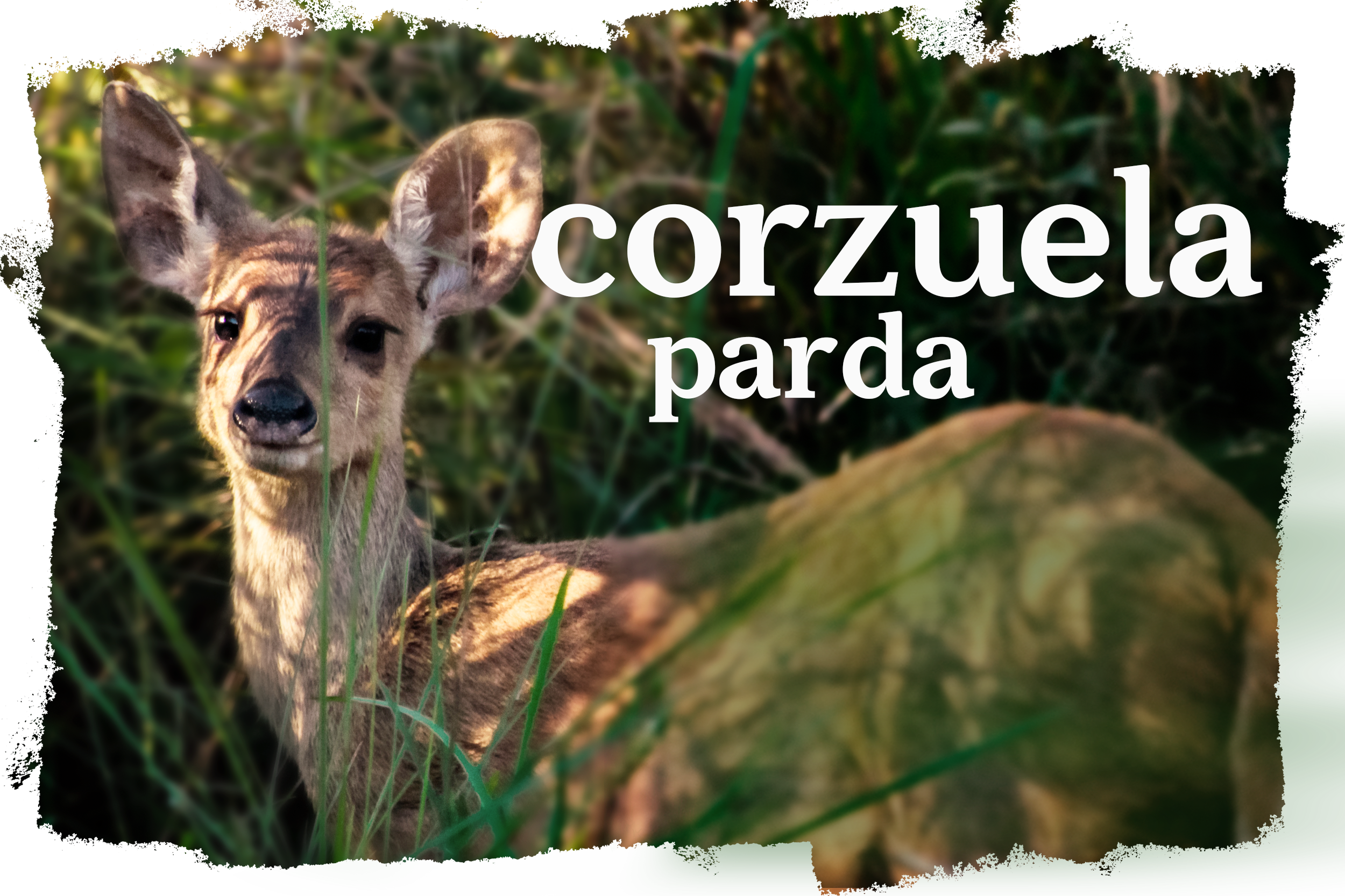 Cover_Veado_Cantigueiro_ES-ES.png