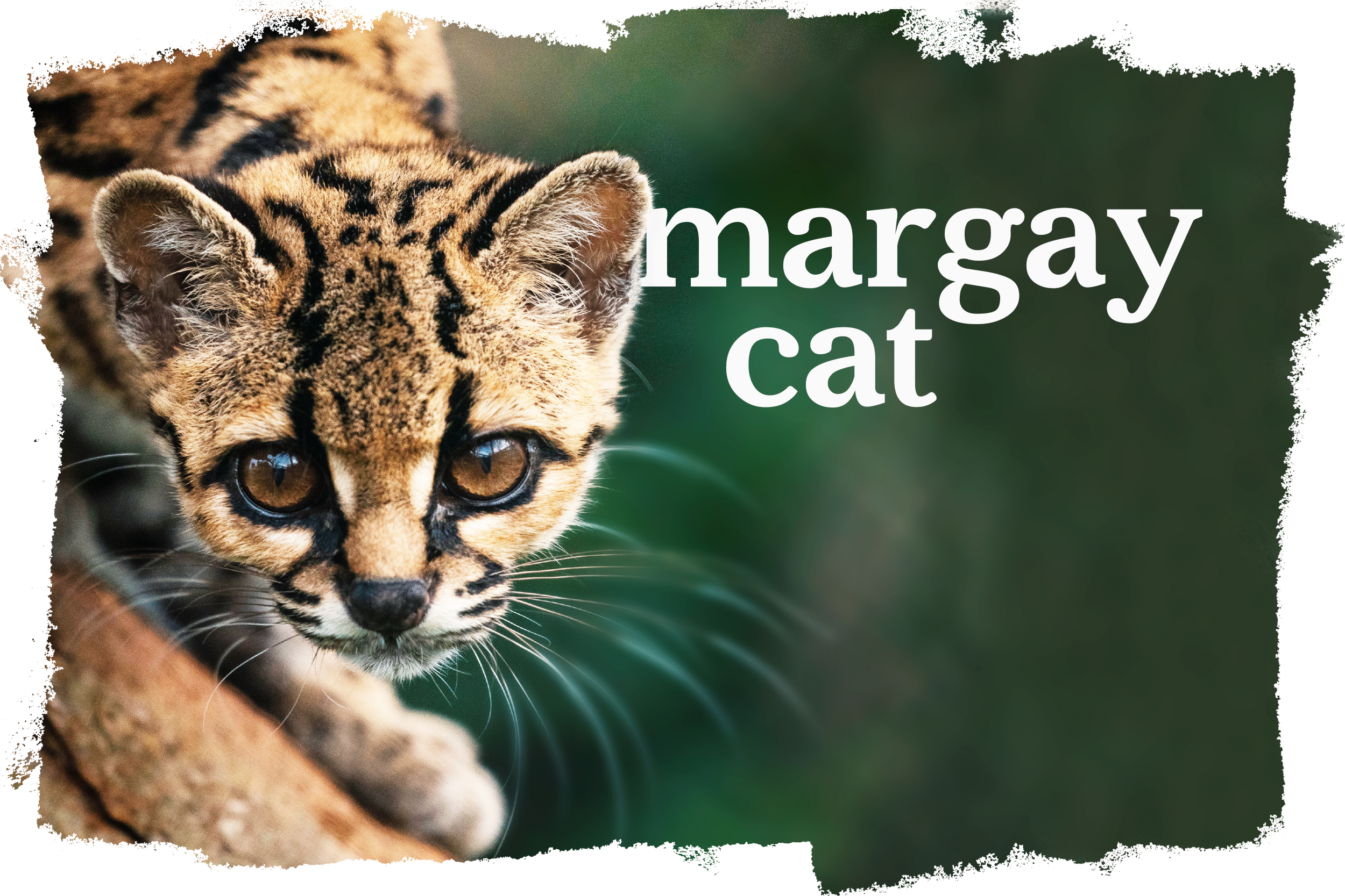 Cover_Gato_Maracaja_EN-US.png