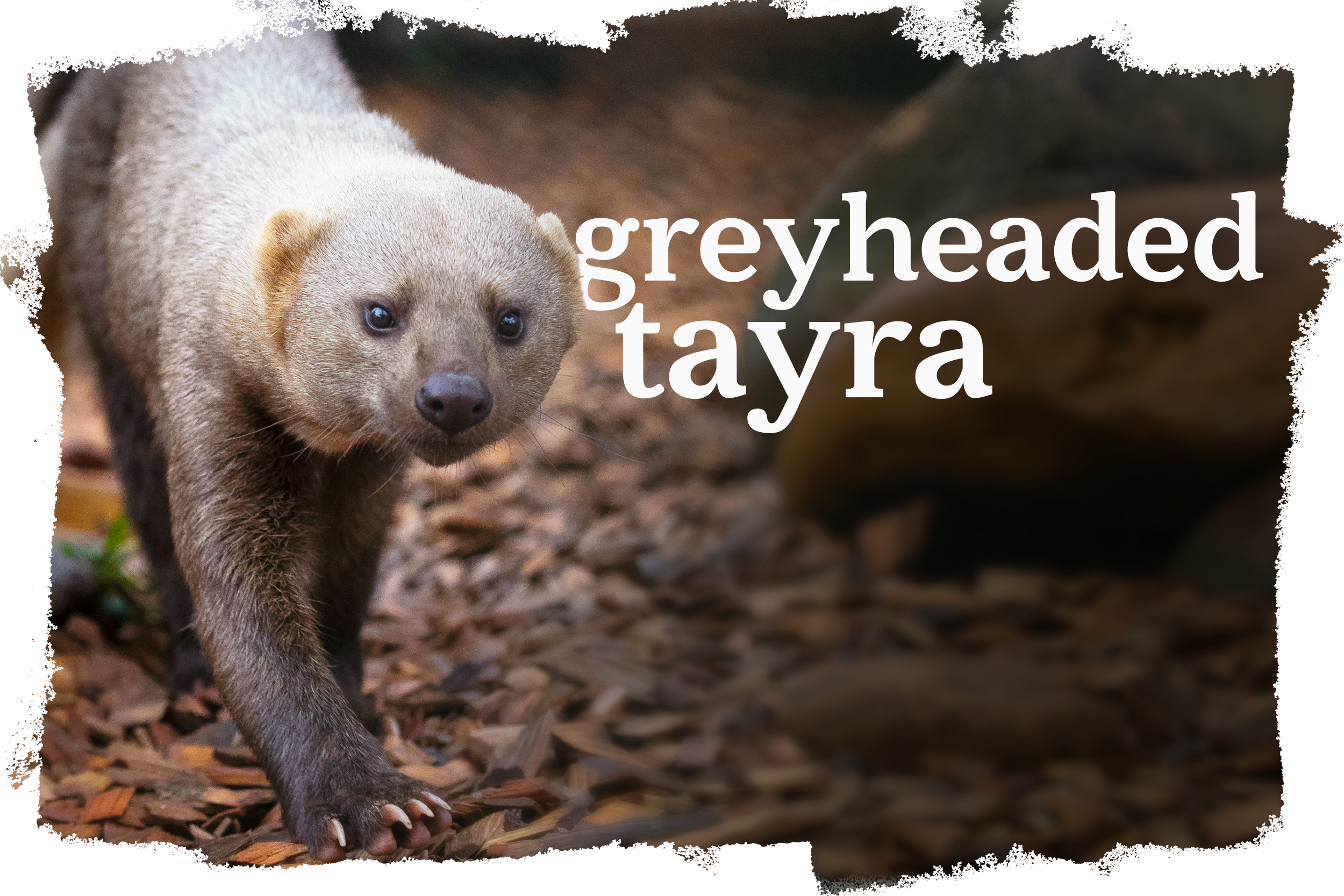 Cover_Greyheaded_Tayra