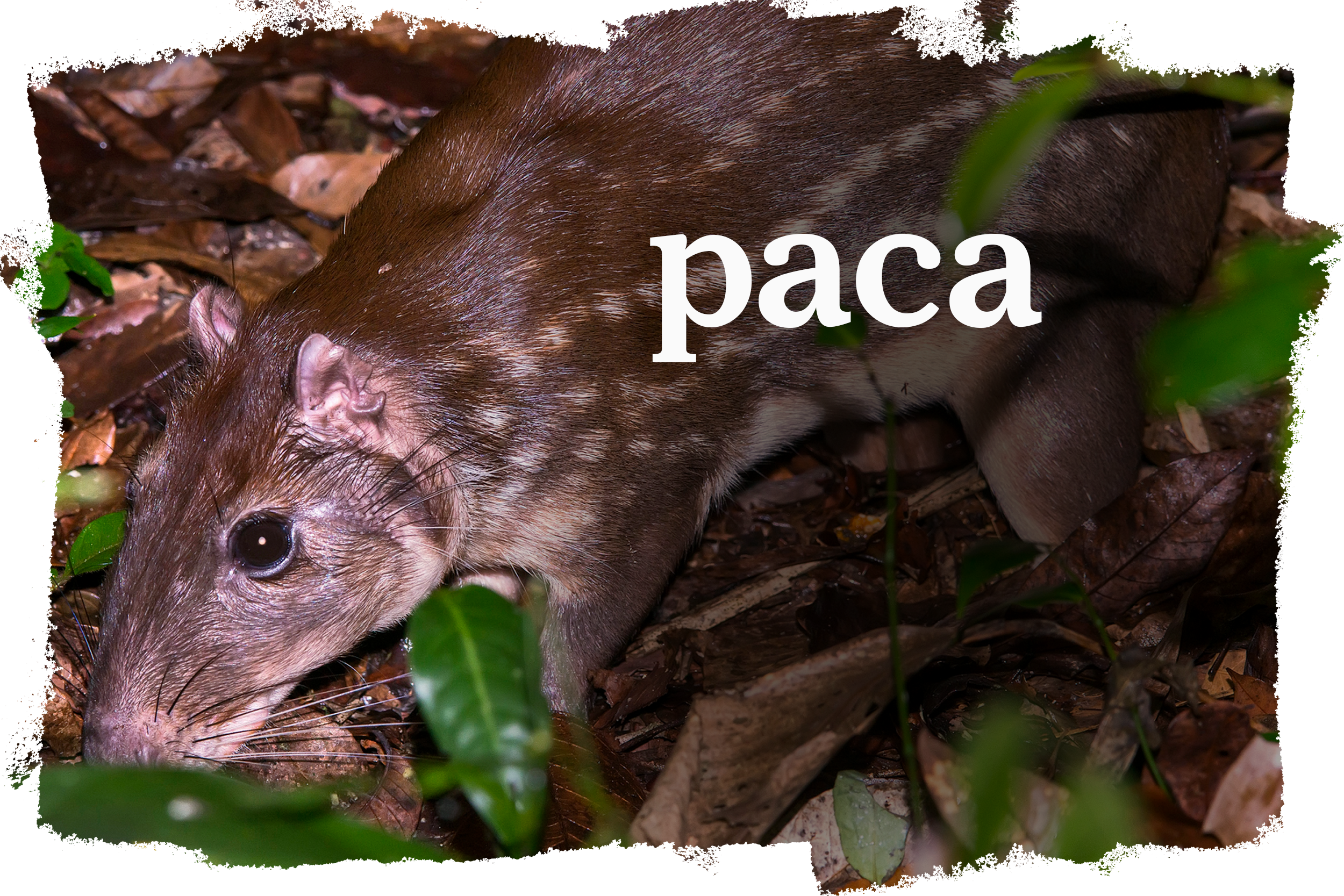 Cover_Paca-pt-1.png