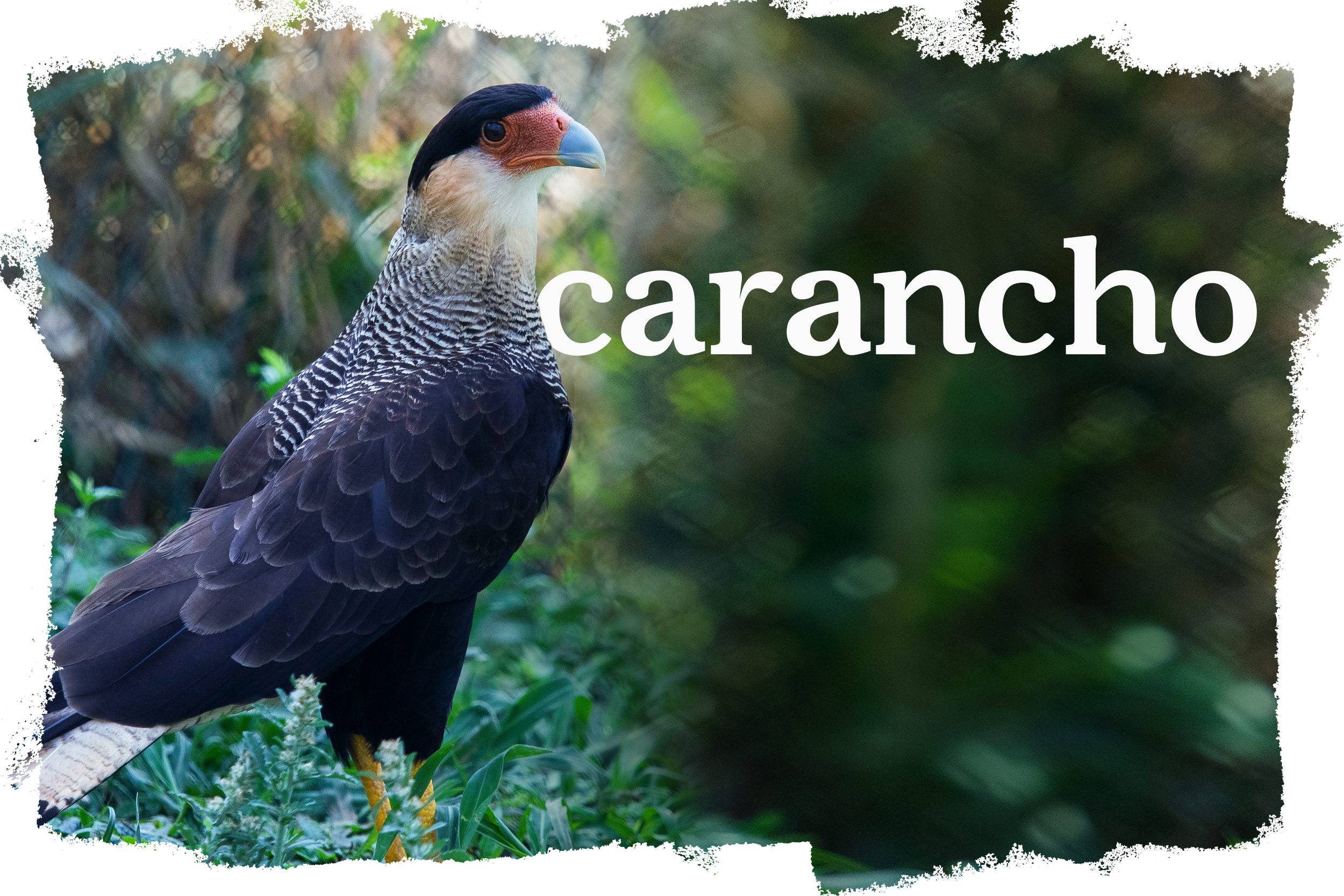 carancho