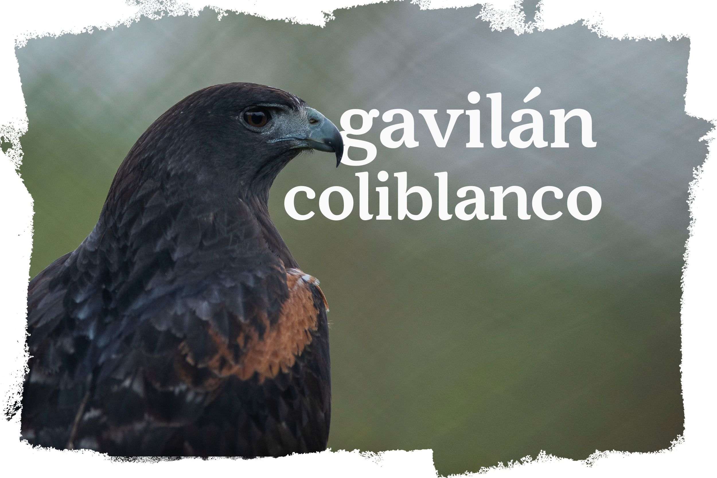 Cover_Gaviao_Rabo_Branco_ES-ES.png